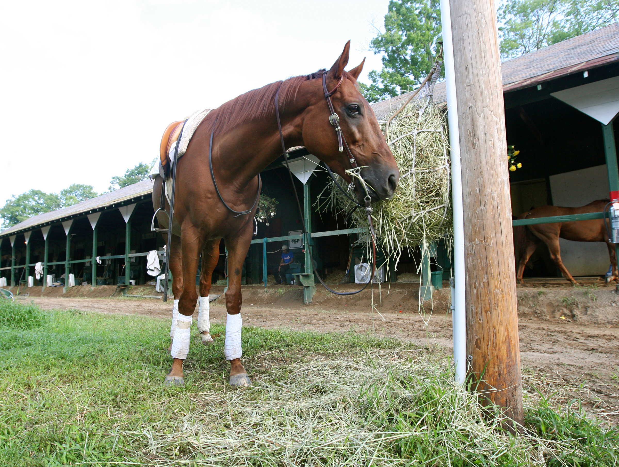 Funny Cide
