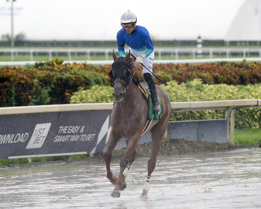 Furia Vikinga at Gulfstream Park on Sept. 12, 2020