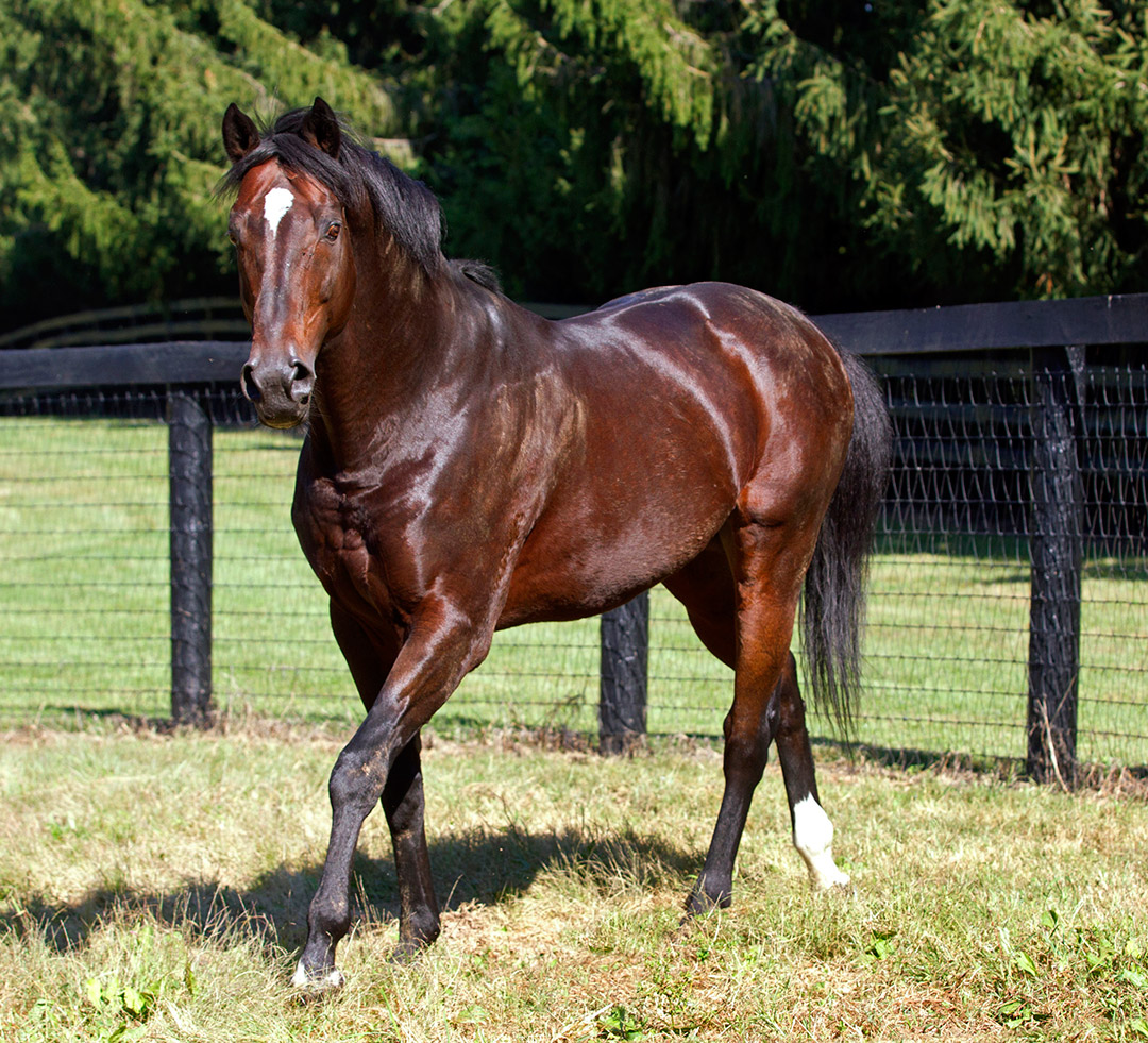Kentucky Derby winner Fusaichi Pegasus pensioned