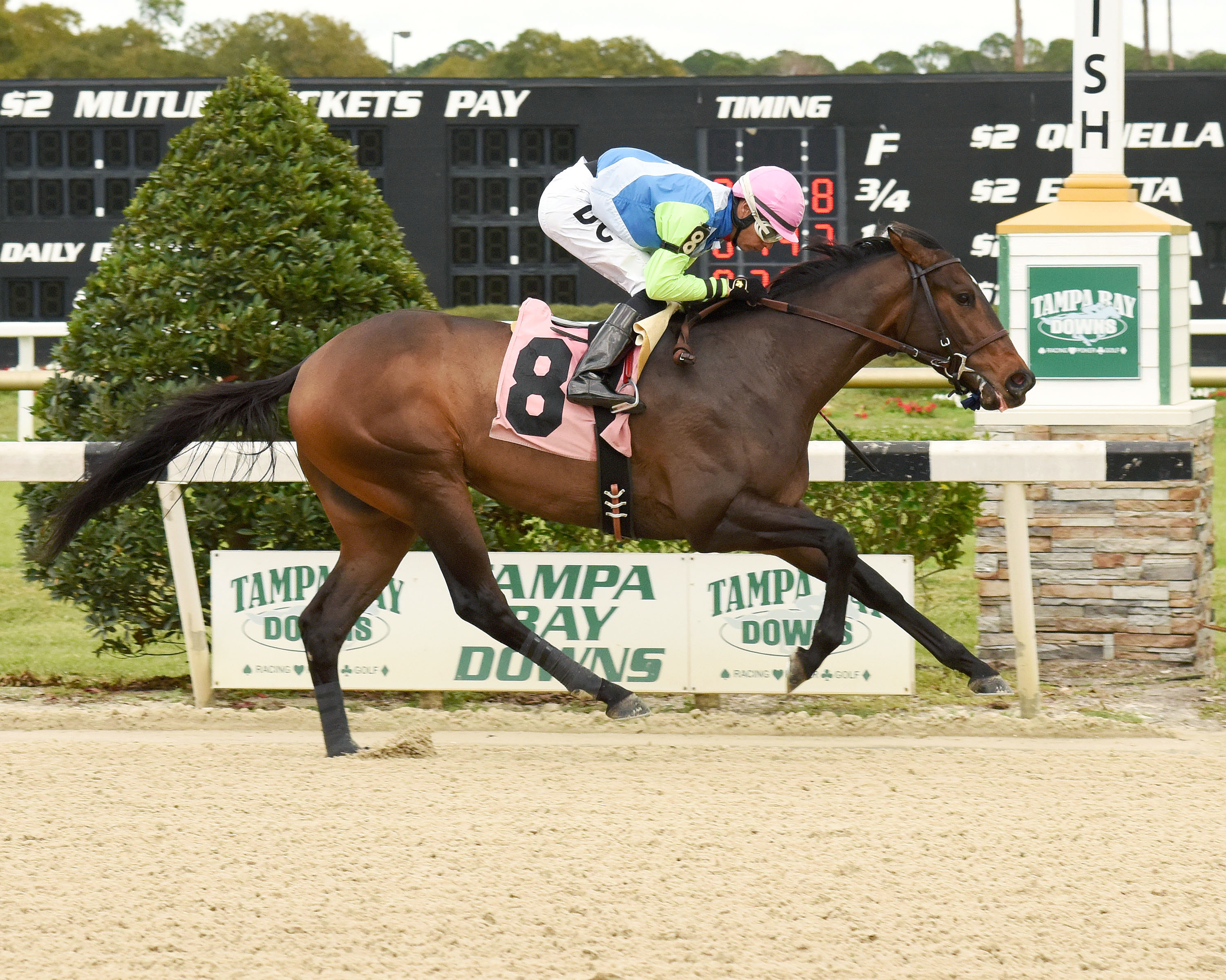 Futile wins an allowance race at Tampa Bay Downs