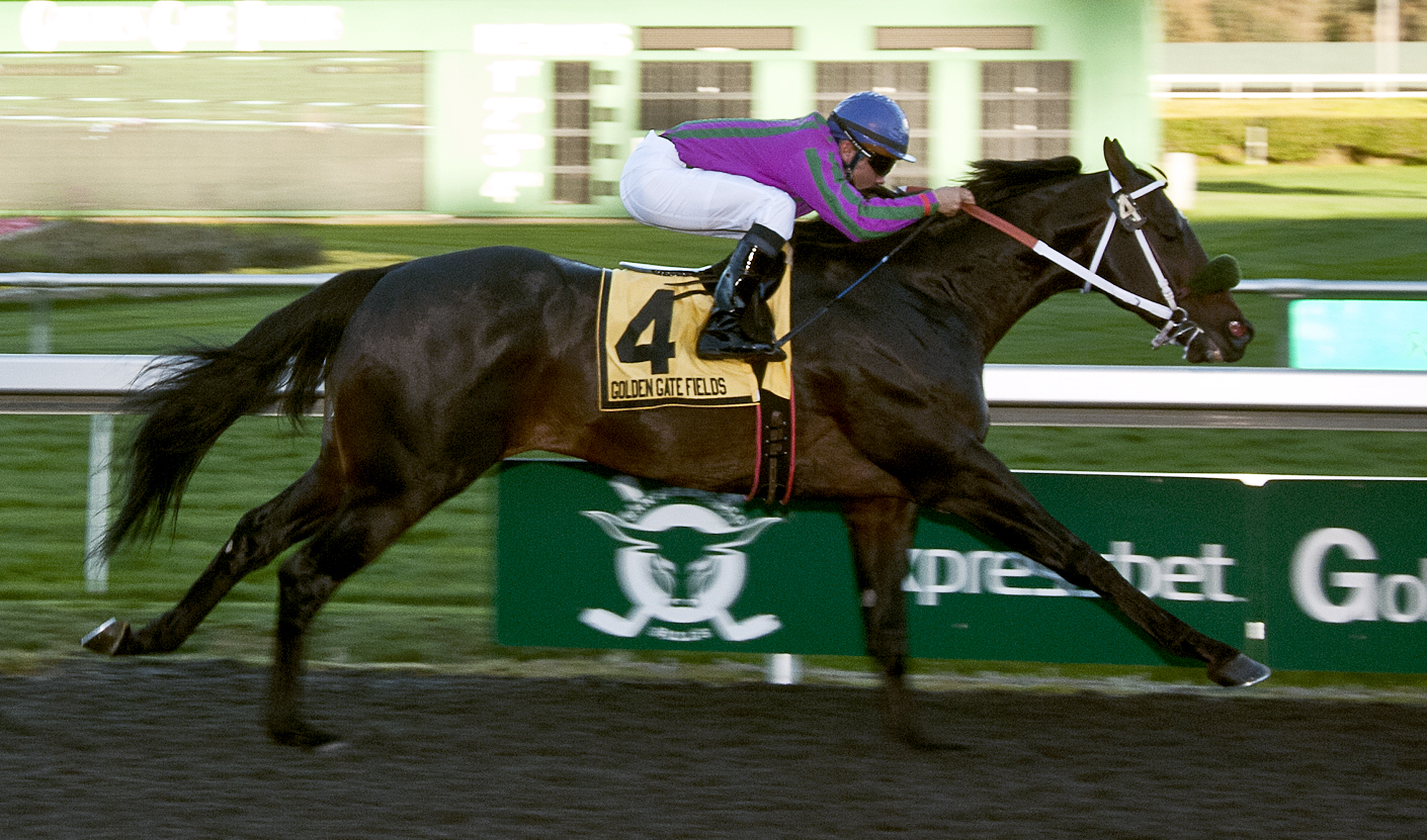 Gallant Son 11-16-2013