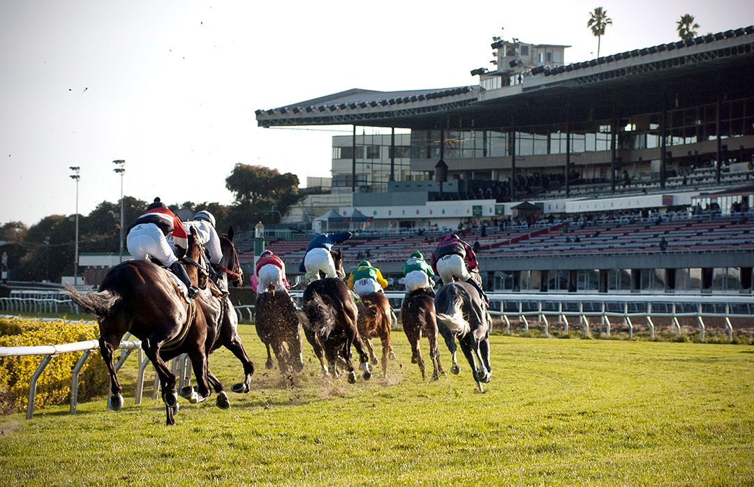 Turf racing at Golden Gate Fields