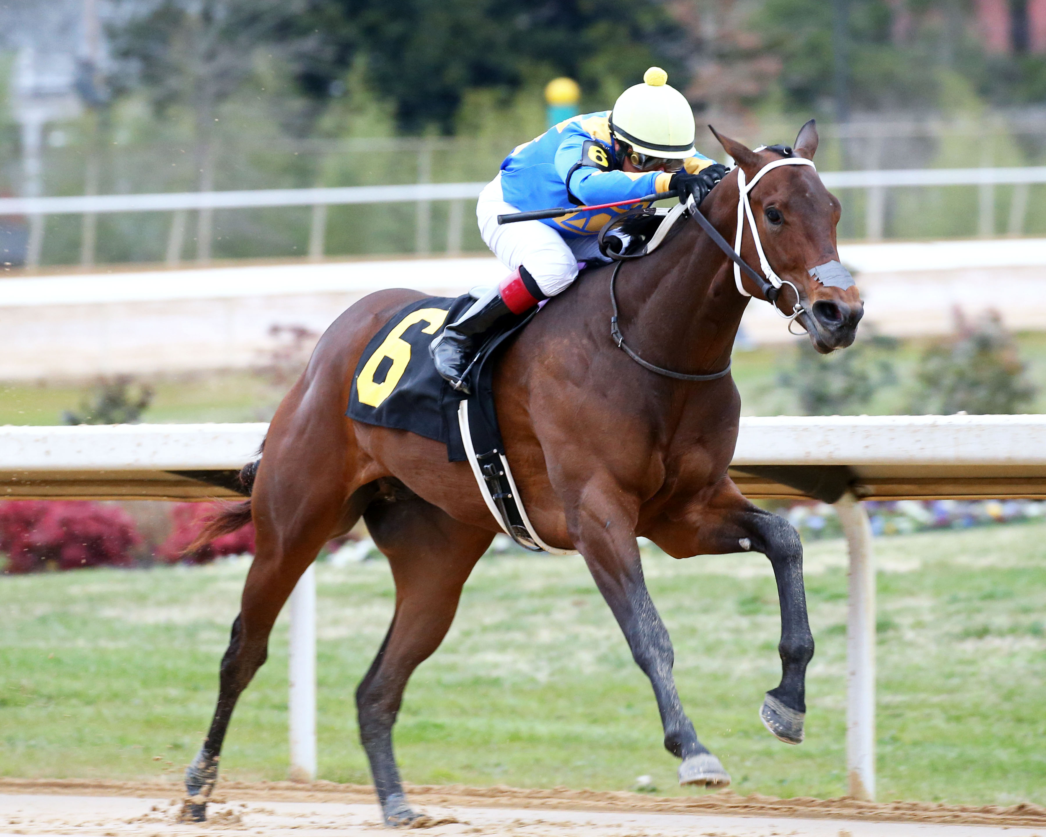 Gold Street on the turn in the 2020 Smarty Jones Stakes