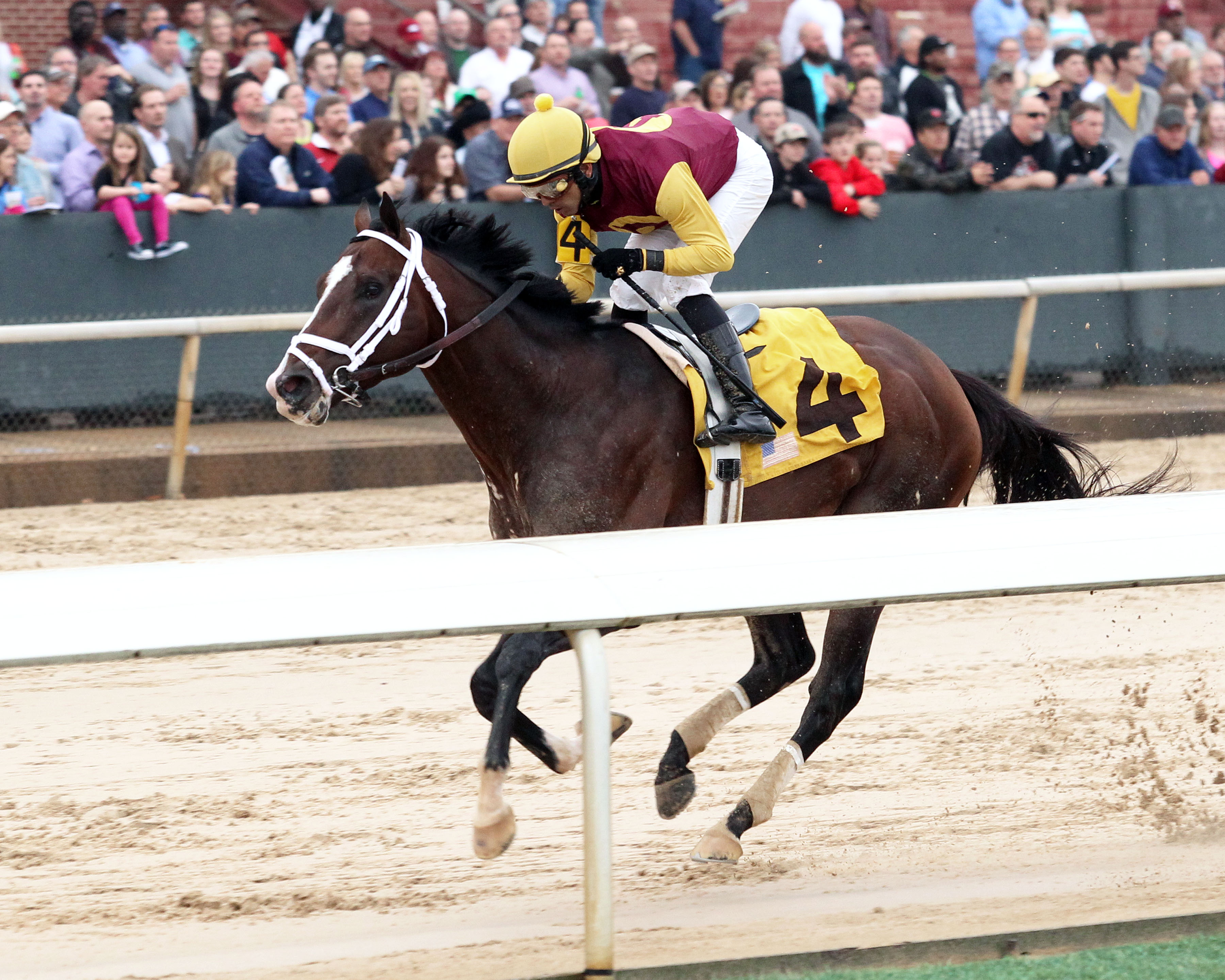 Golden Lad 3-15-2014