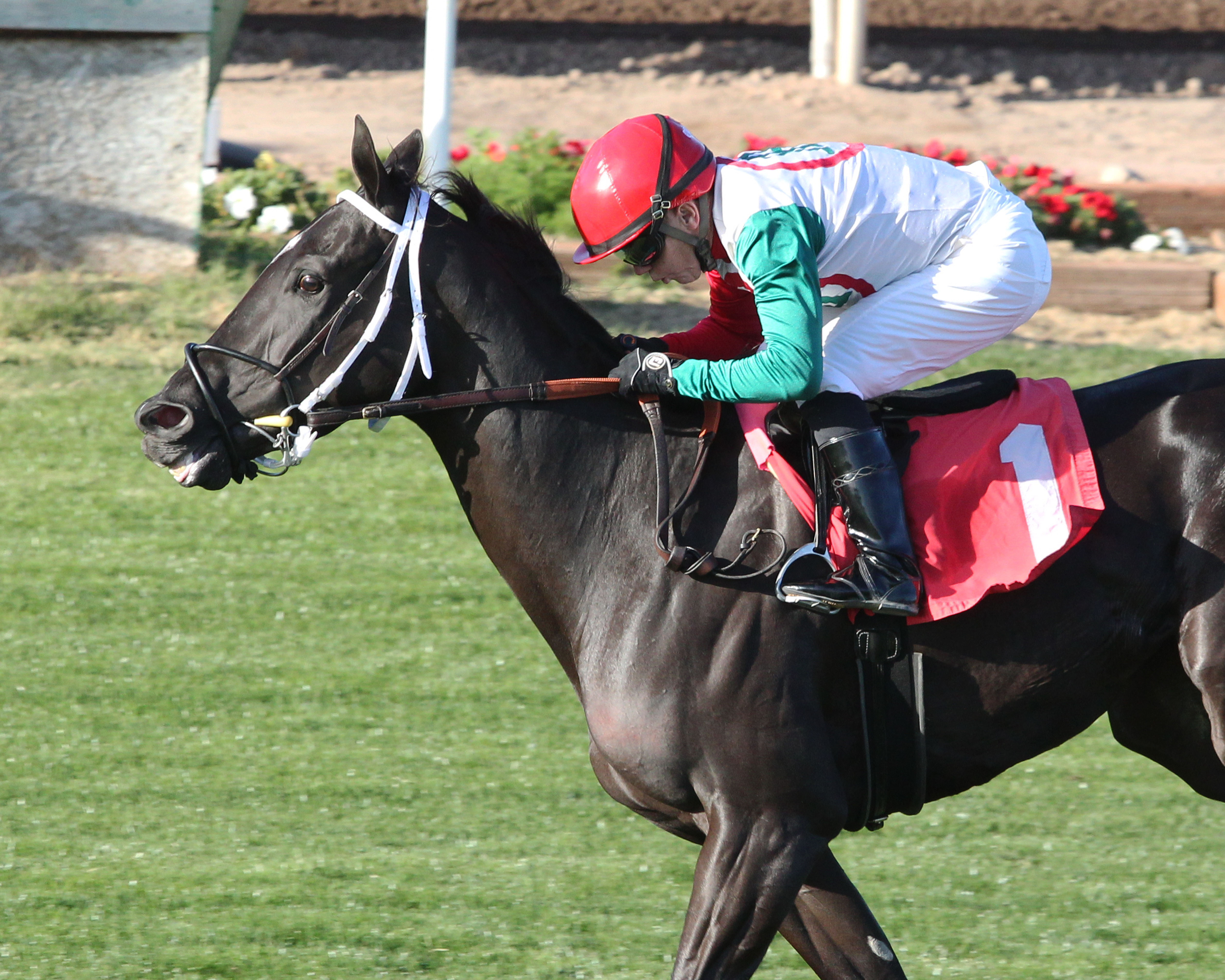 Gorgeous Ginny wins 2018 Jeff and Jack Coady Sr.
