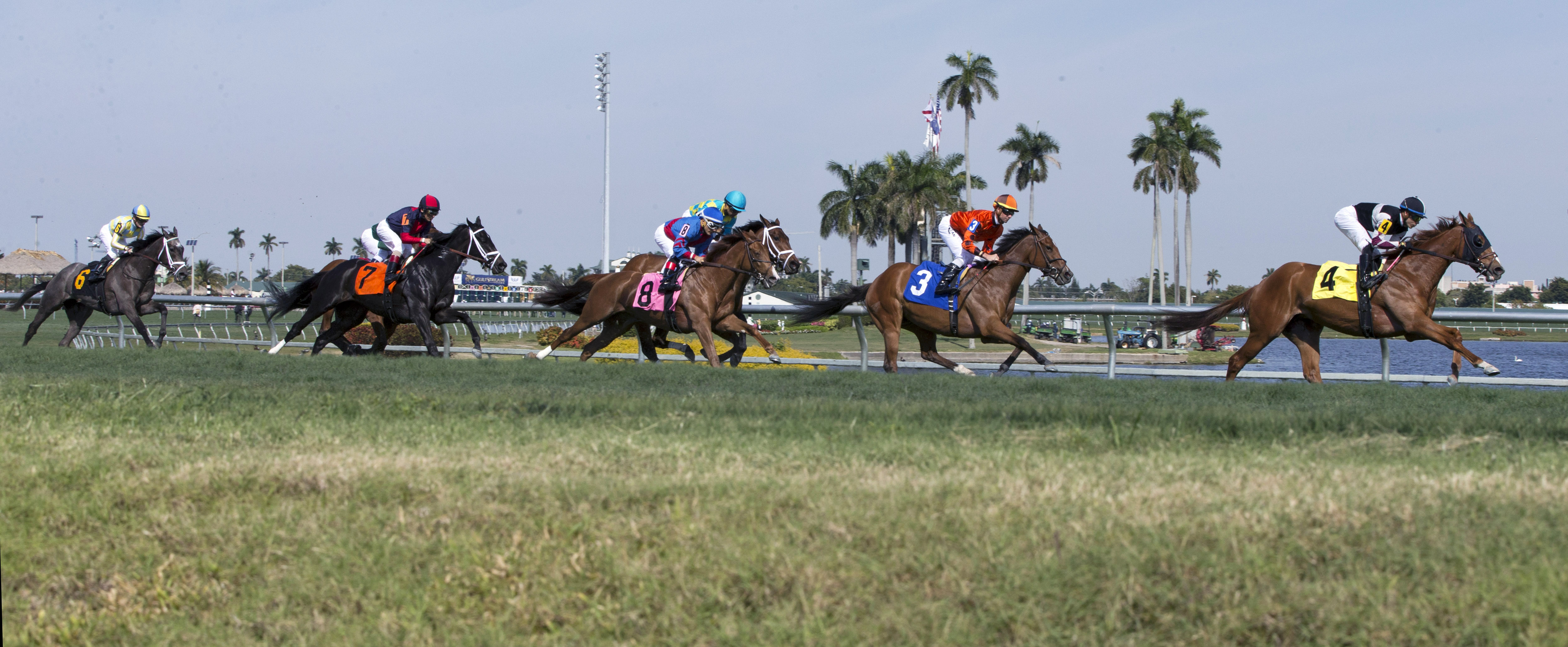Turf racing at Gulfstream