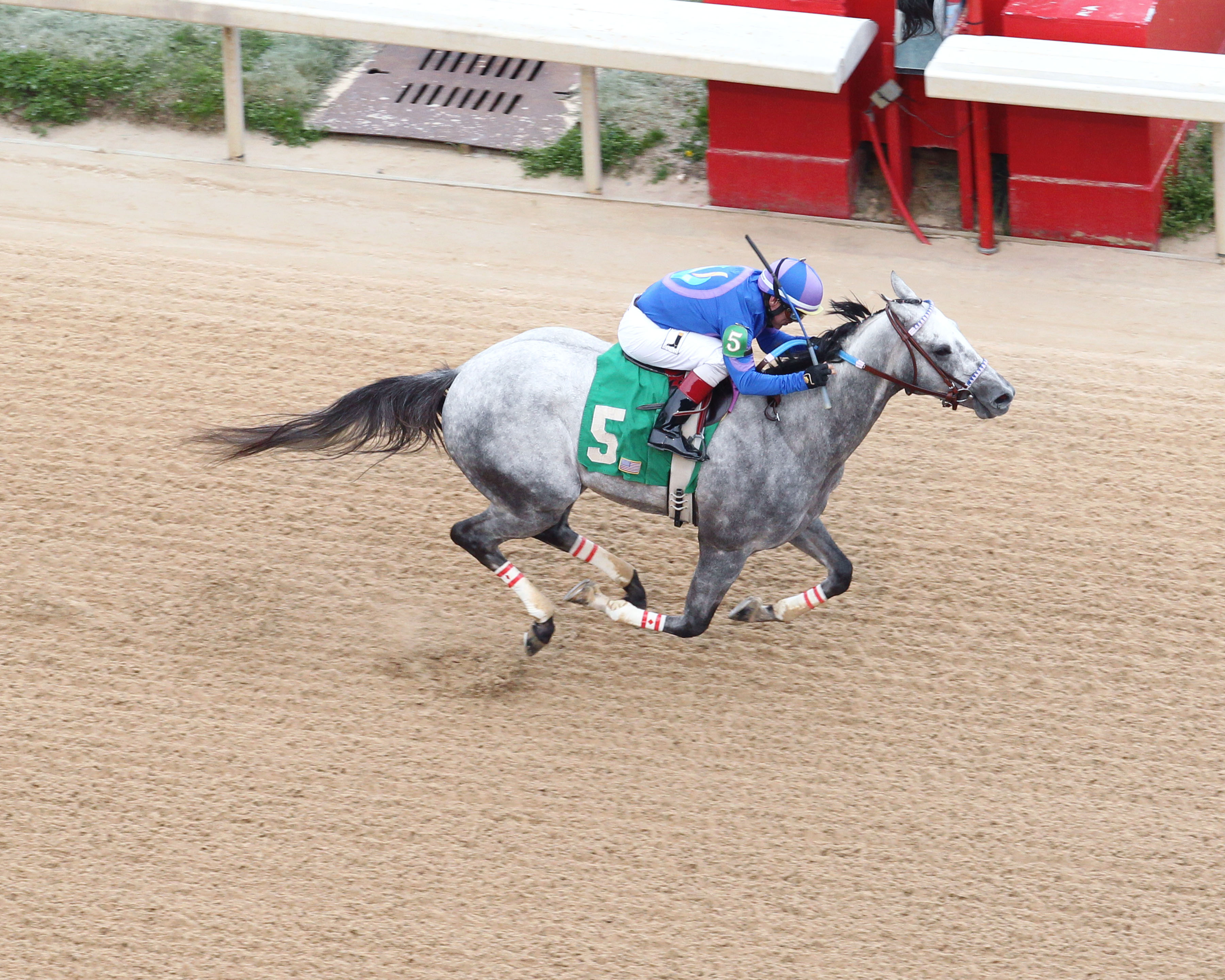 Gray Attempt wins the 2019 Gazebo Stakes