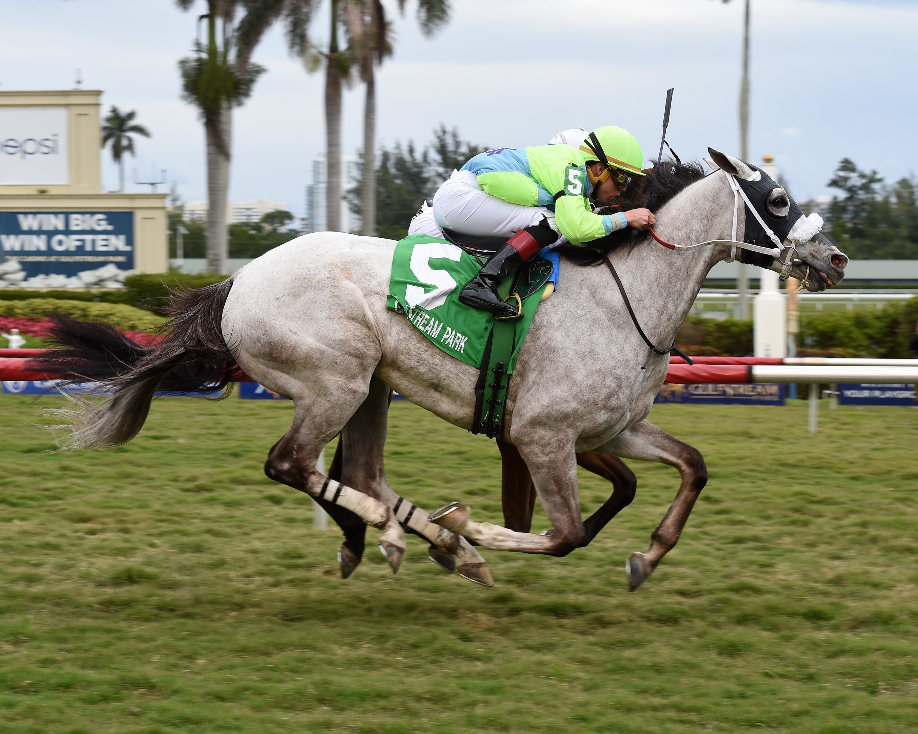 Galleon Mast wins the 2018 Sunshine Millions Turf