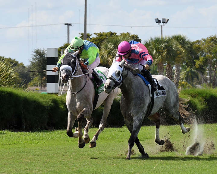 Galleon Mast (left) wins the 2018 Sunshine Millions Turf Preview Stakes at Gulfstream
