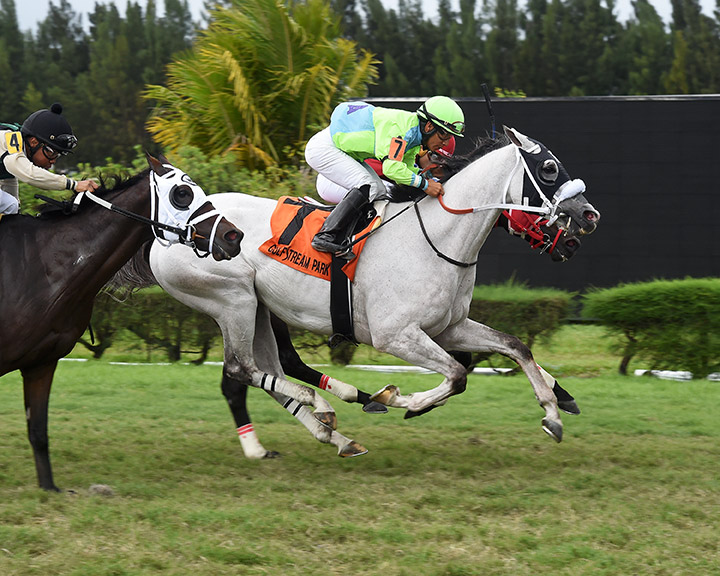 Galleon Mast wins the 2019 Millions Turf Preview Stakes at Gulfstream Park West