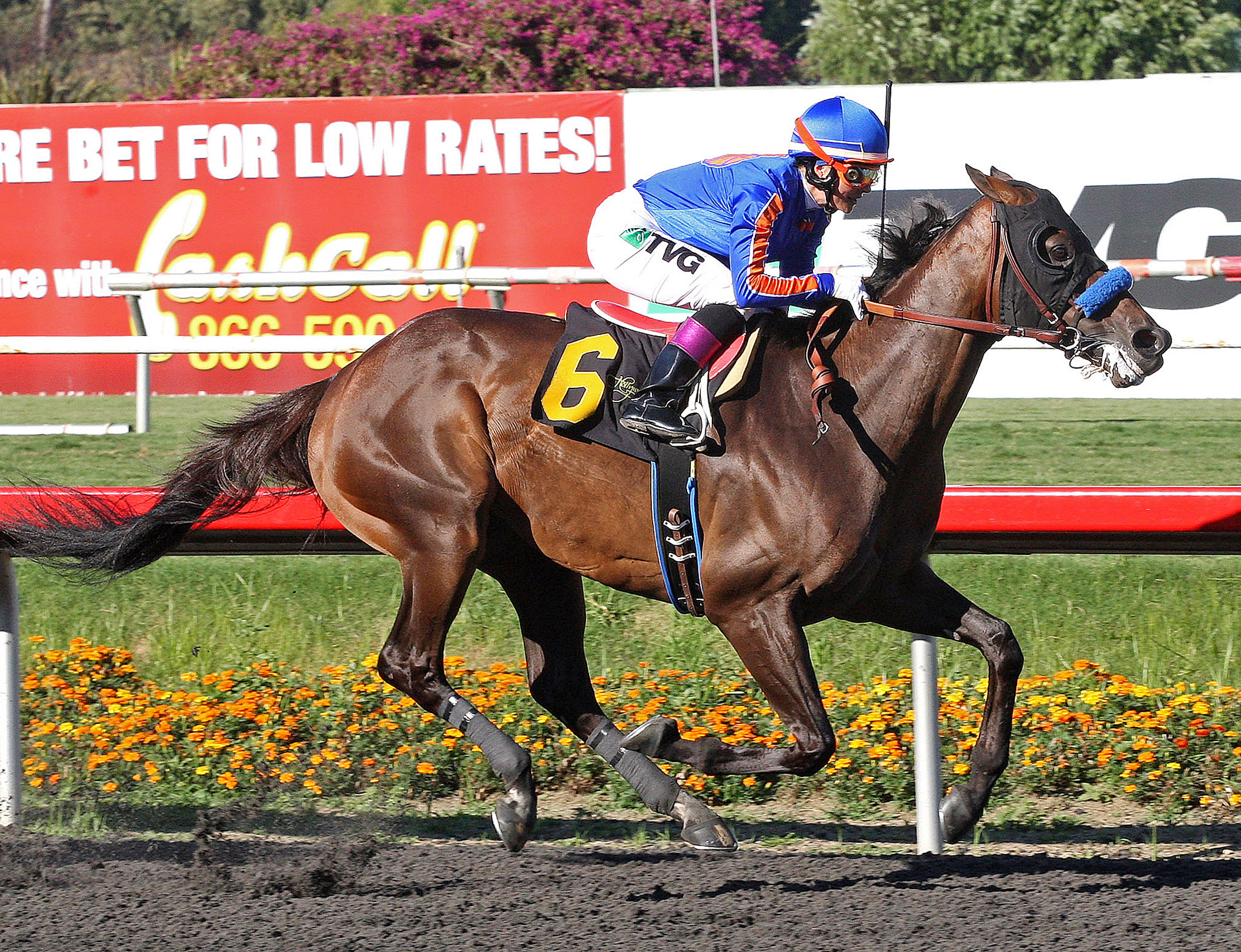 Game On Dude/Gold Cup
