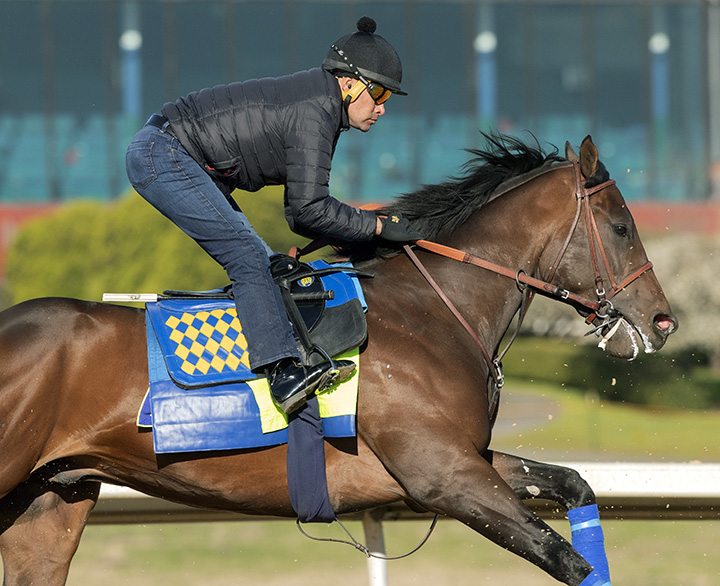 Game Winner trains at Oaklawn on March 15