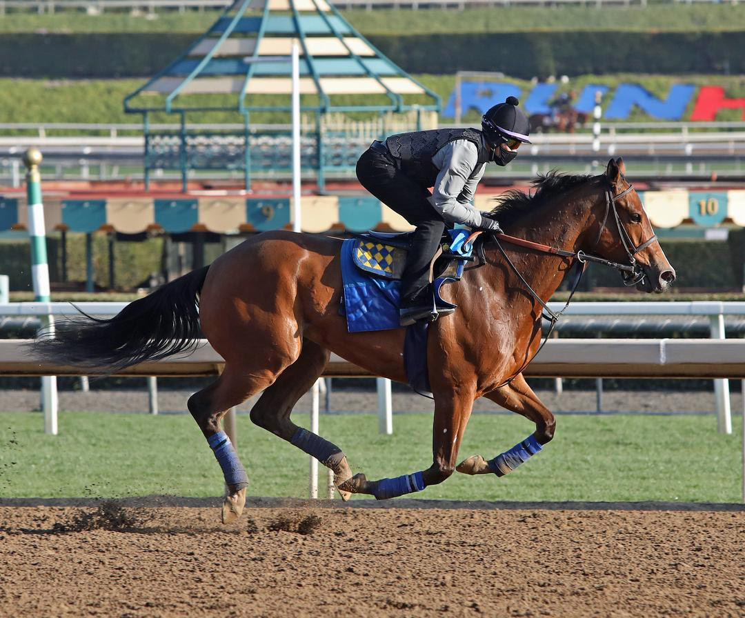 Gamine trains at Santa Anita Park on March 6