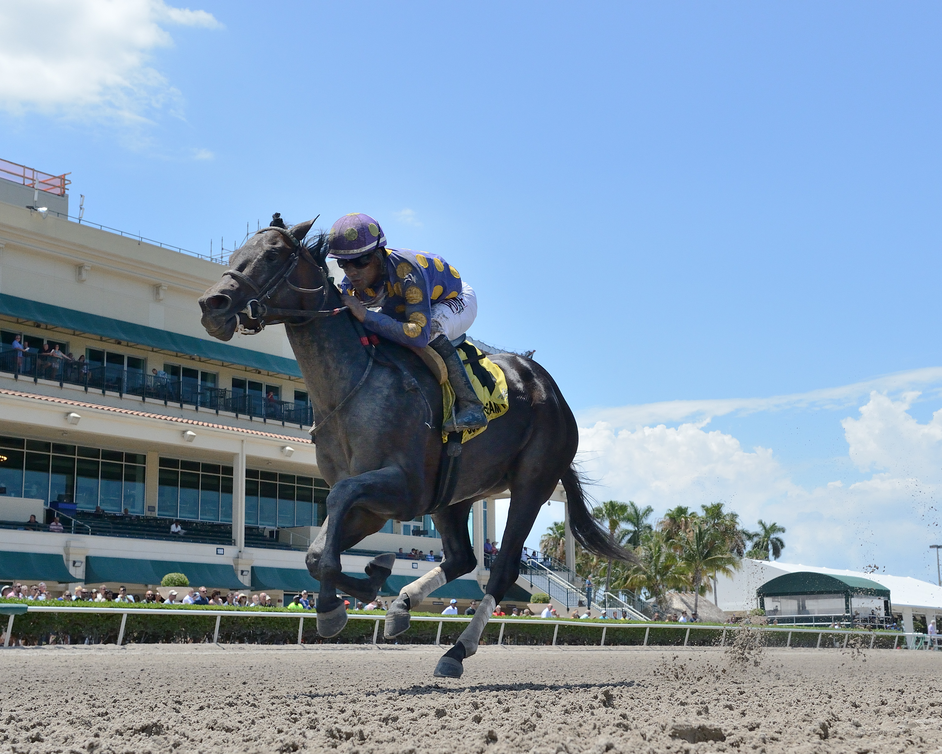 Garter and Tie wins the 2019 Ocala Stakes