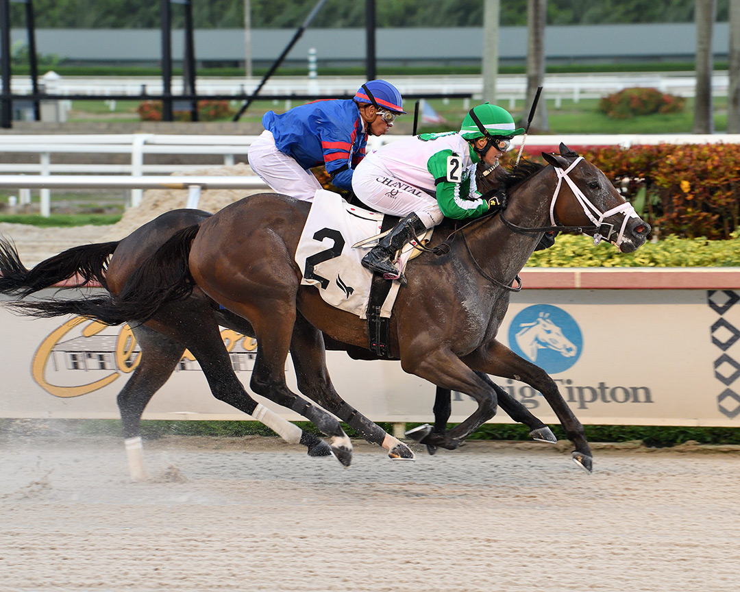 Gatsby wins a Sept. 9 optional claiming race at Gulfstream Park