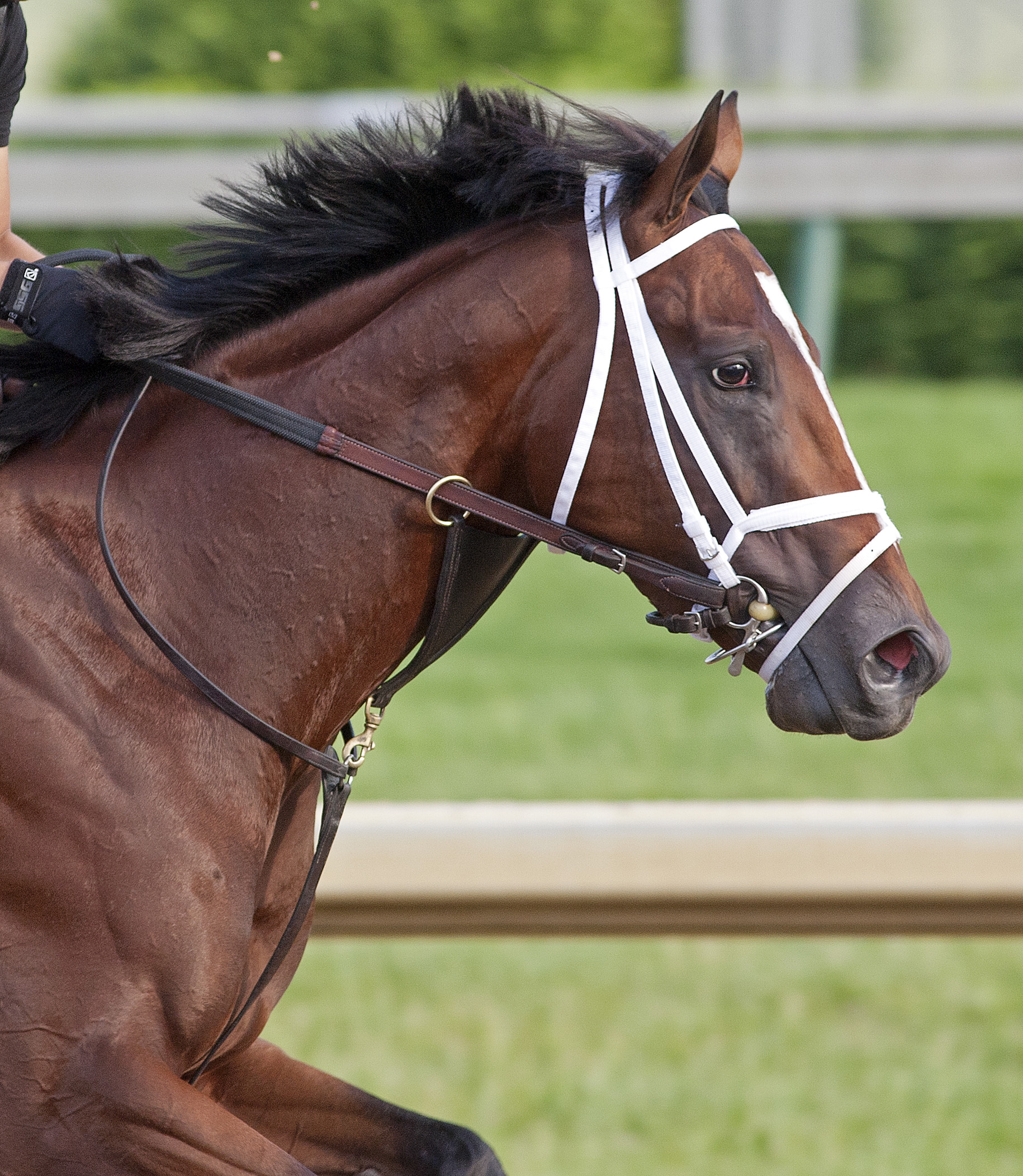 2012 Kentucky Derby: The big two leave little room at the top