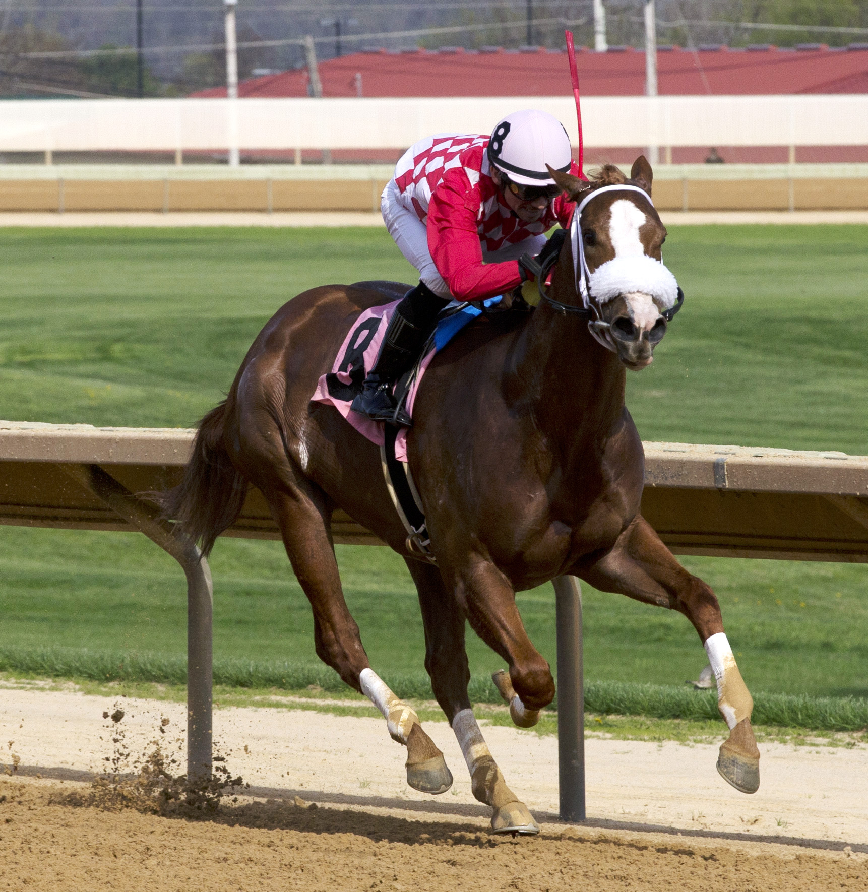 Get the Sensation wins the Its Binn Too Long Stakes