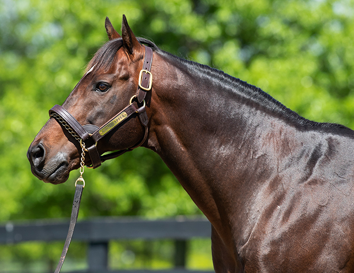 Ghostzapper at Adena Springs in May 2019