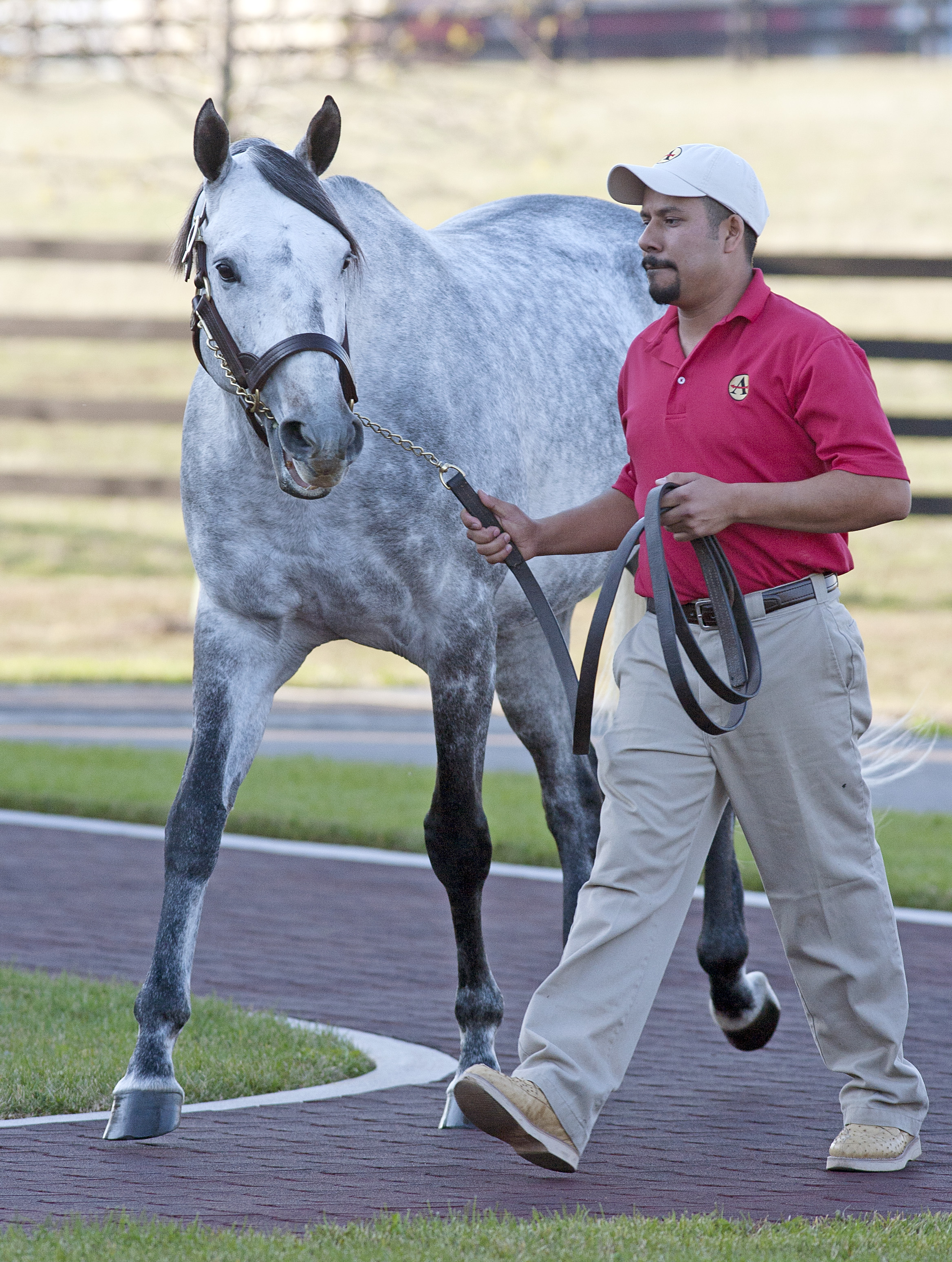 Magali Farms hopes Giacomo as popular with mares as he is with fans