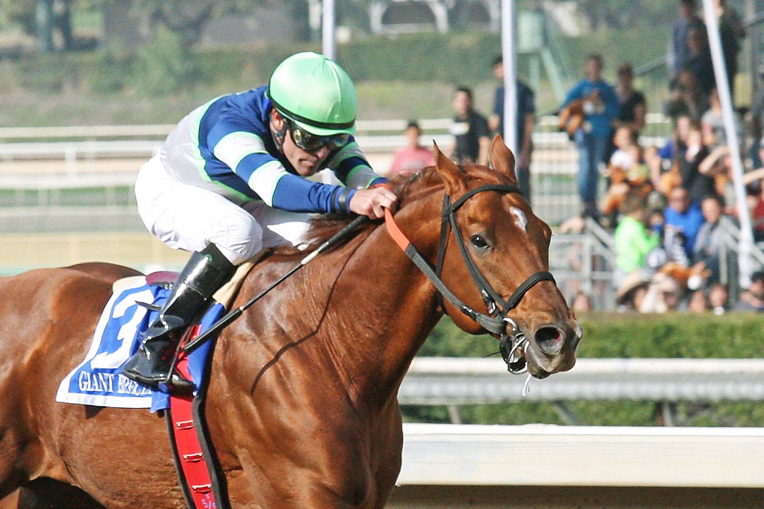Giant Expectations wins the 2017 San Antonio Stakes
