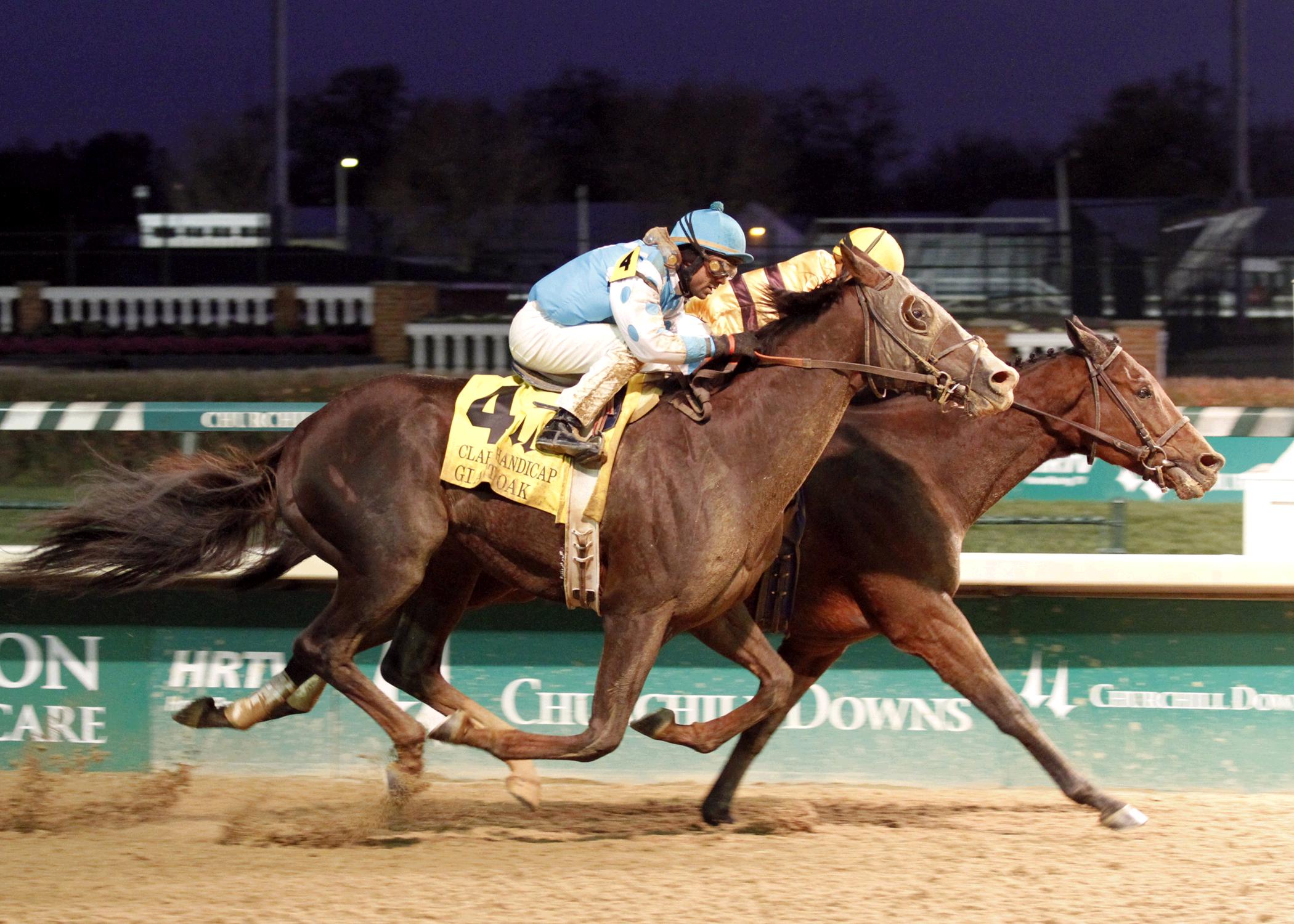 Giant Oak 11-26-2010