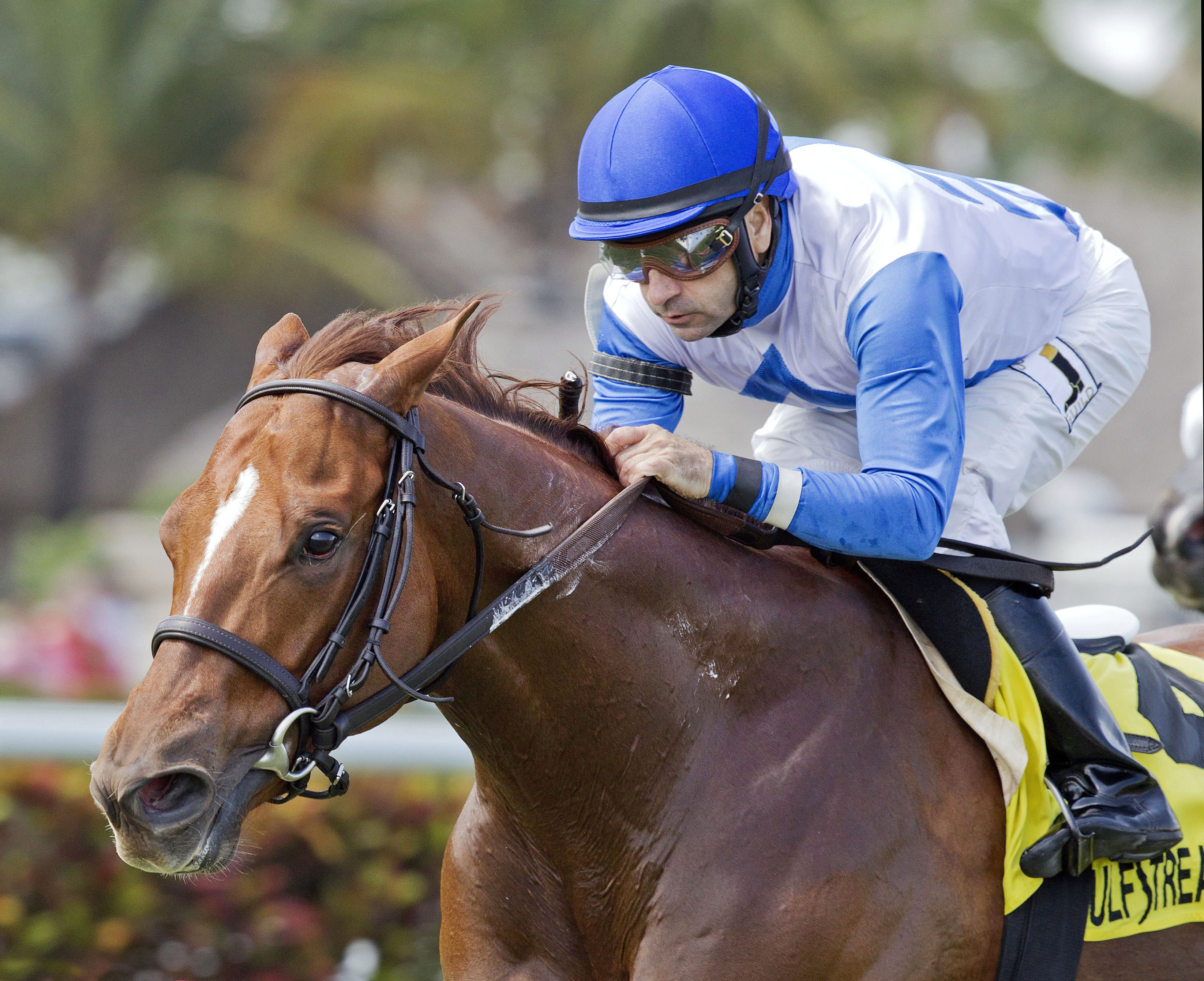 Giant Run wins the Cutler Bay Stakes