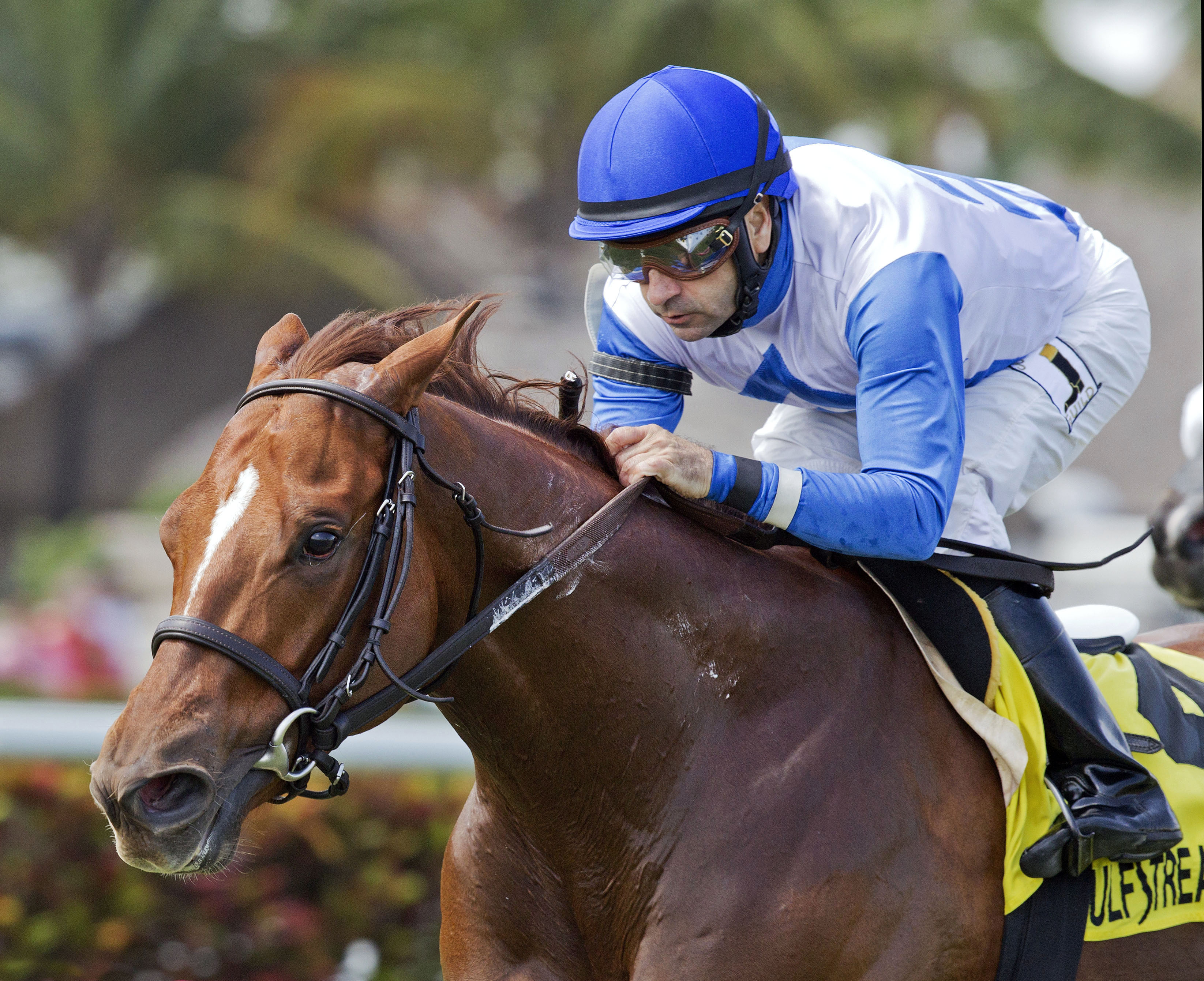 Giant Run wins Cutler Bay Stakes