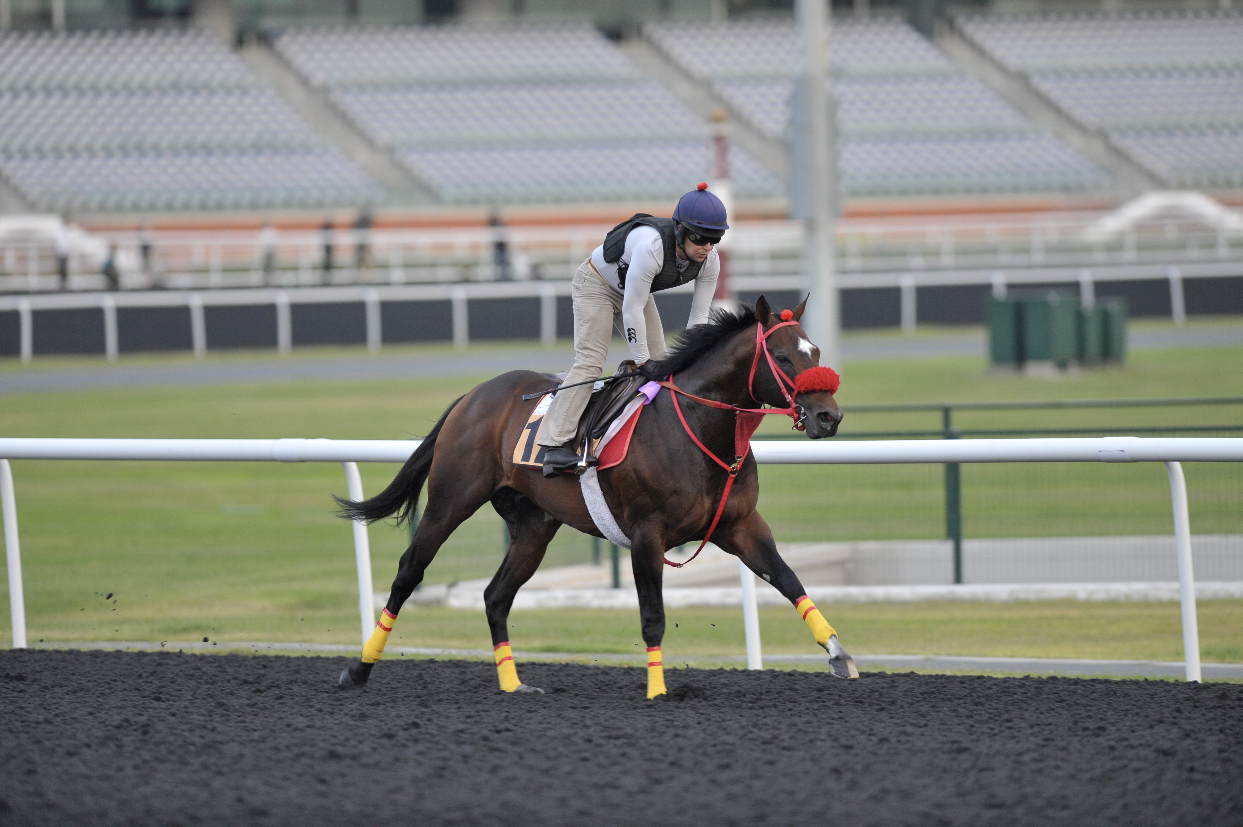 Dubai World Cup: U.S. runners head home to regroup