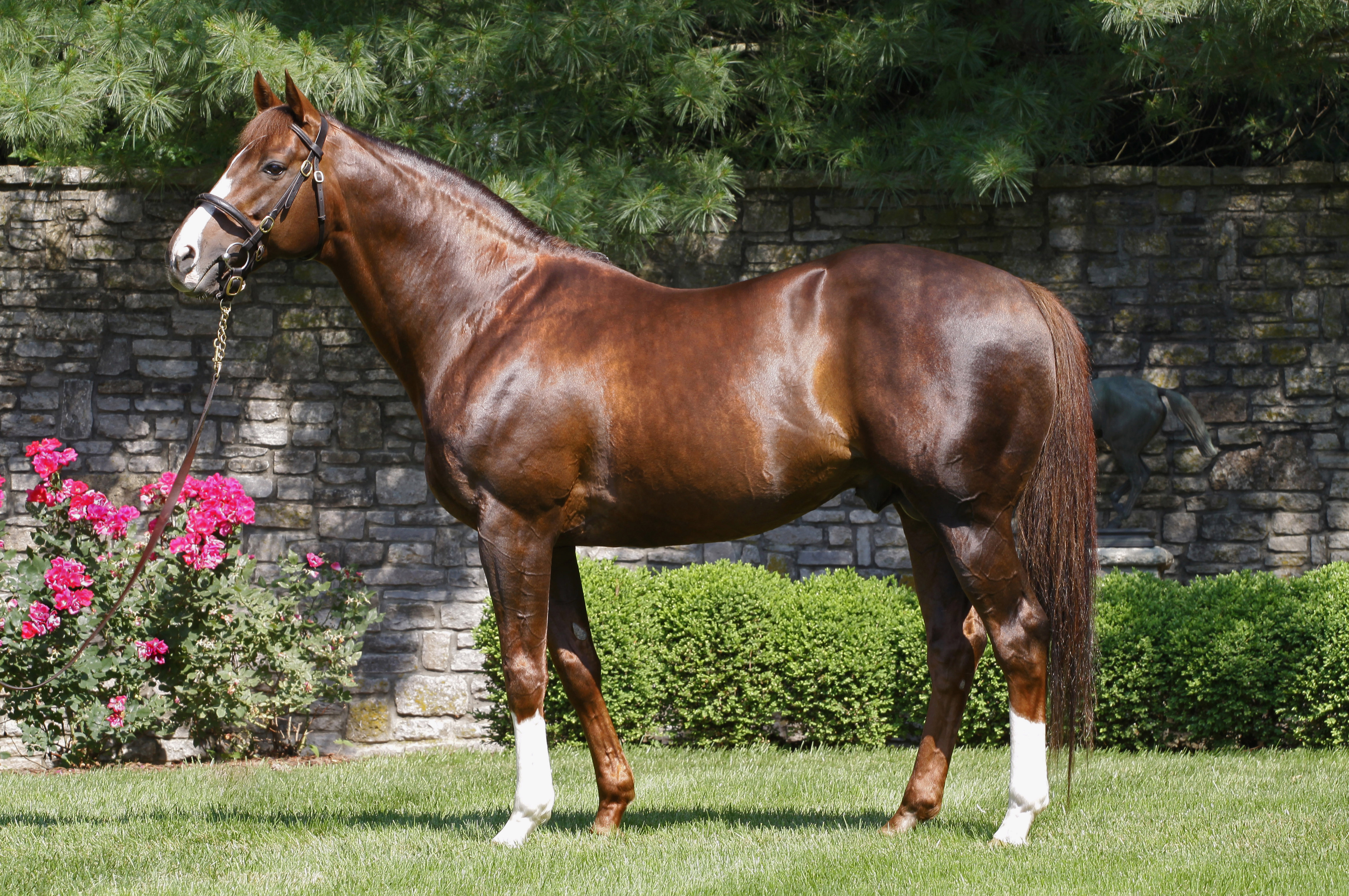 Giant's Causeway conformation