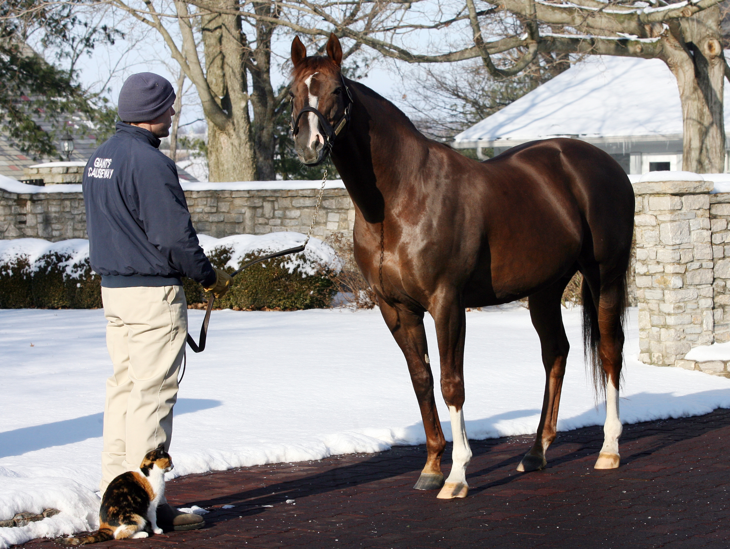 Giant's Causeway Ashford Stud 2010
