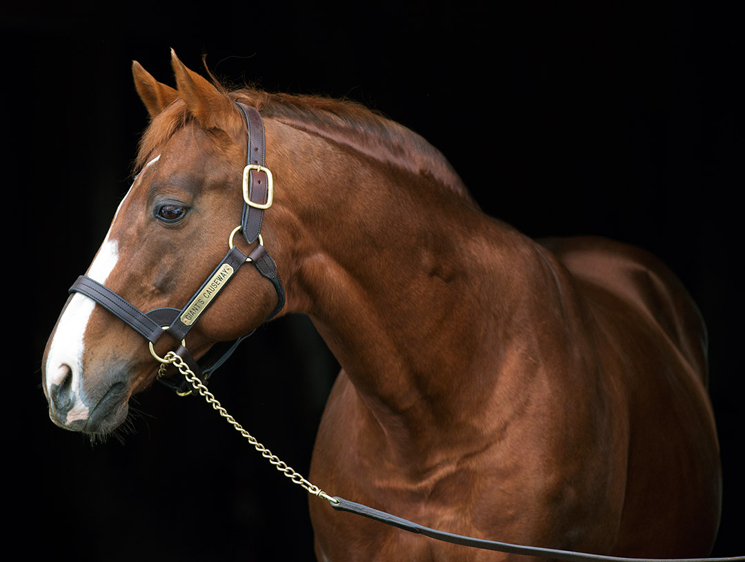 Giant's Causeway at Coolmore in 2016