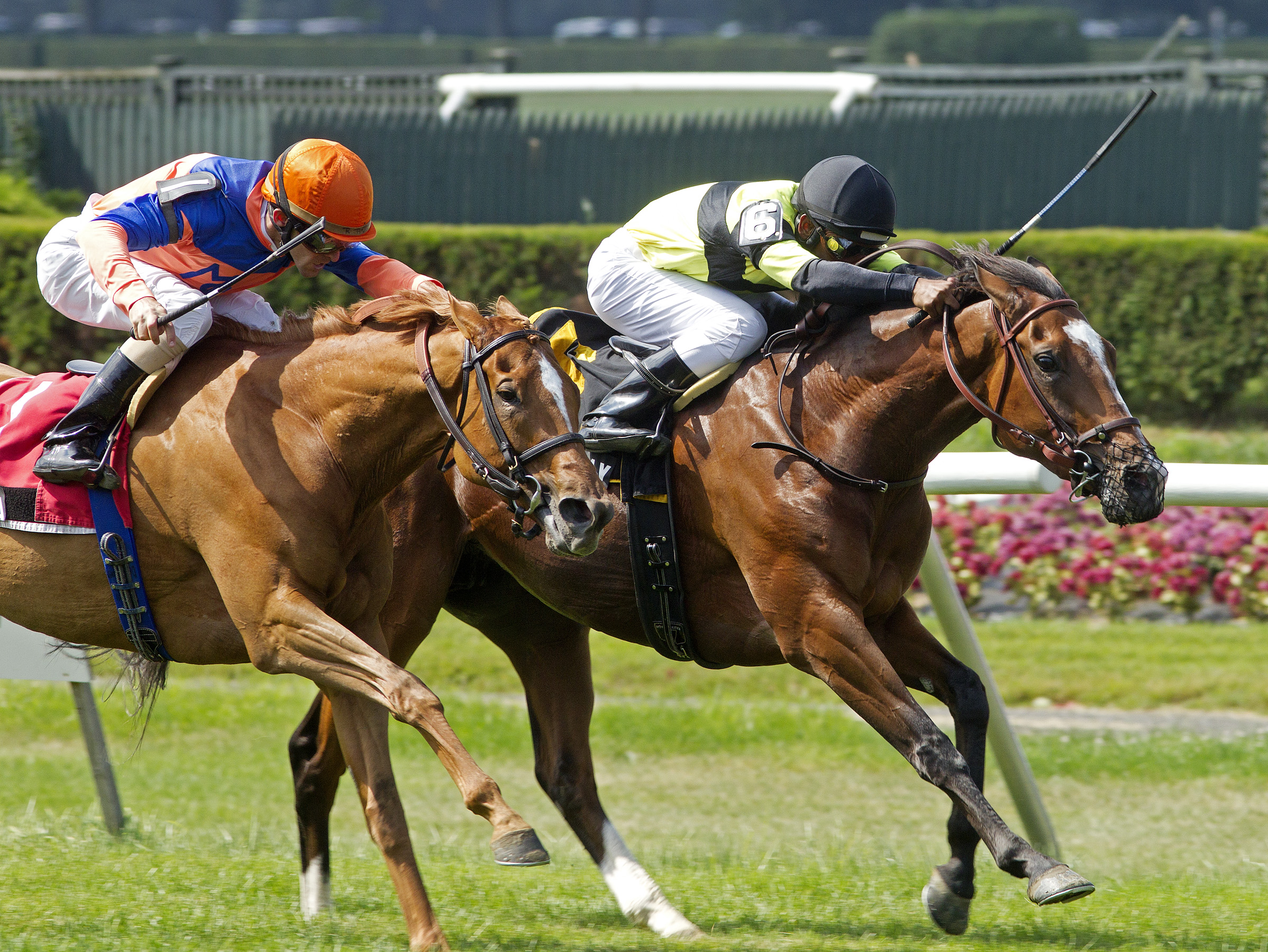 Giants Play, New York Stakes