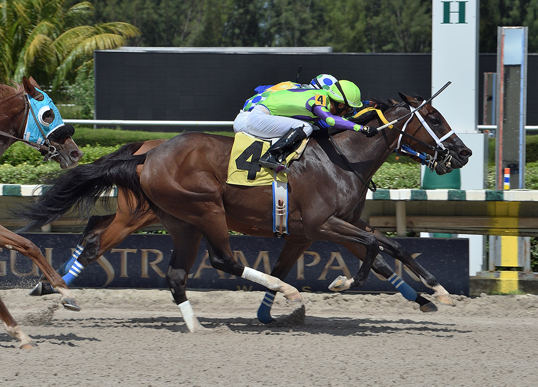 Gibberish wins an Oct. 11 allowance race at Gulfstream Park West