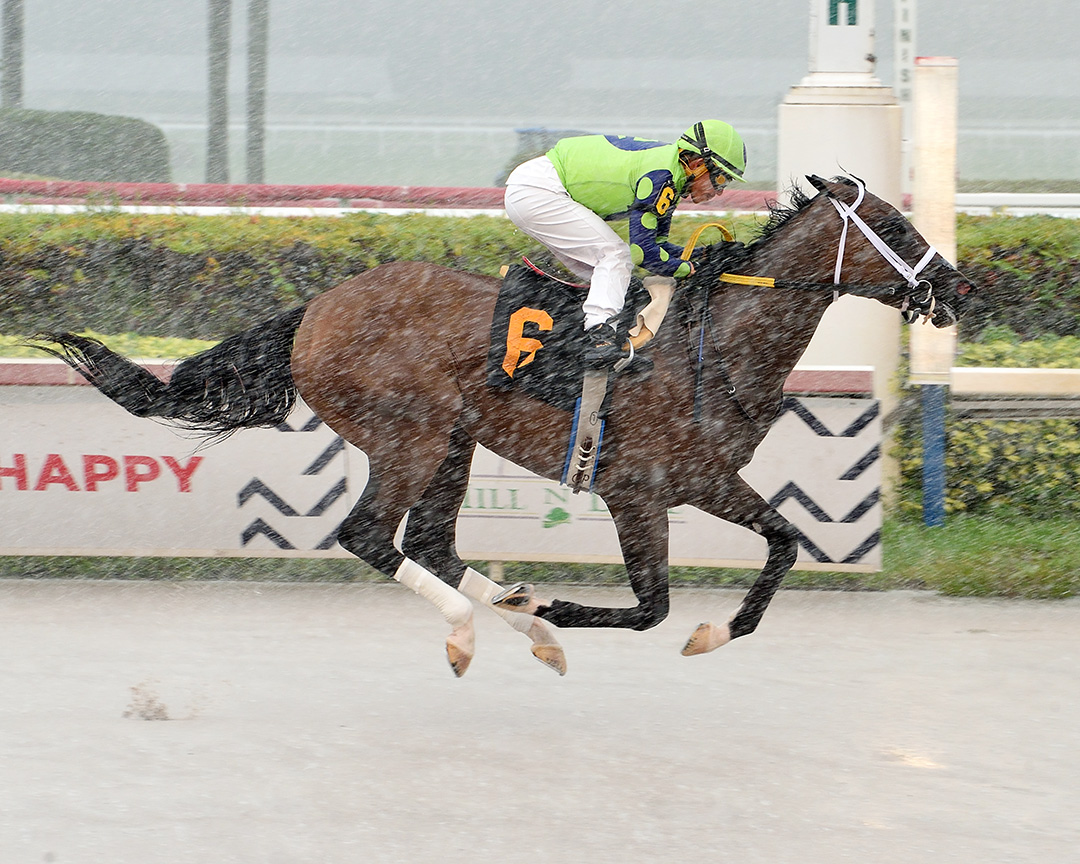 Gibberish wins a May 25 maiden race a Gulfstream Park