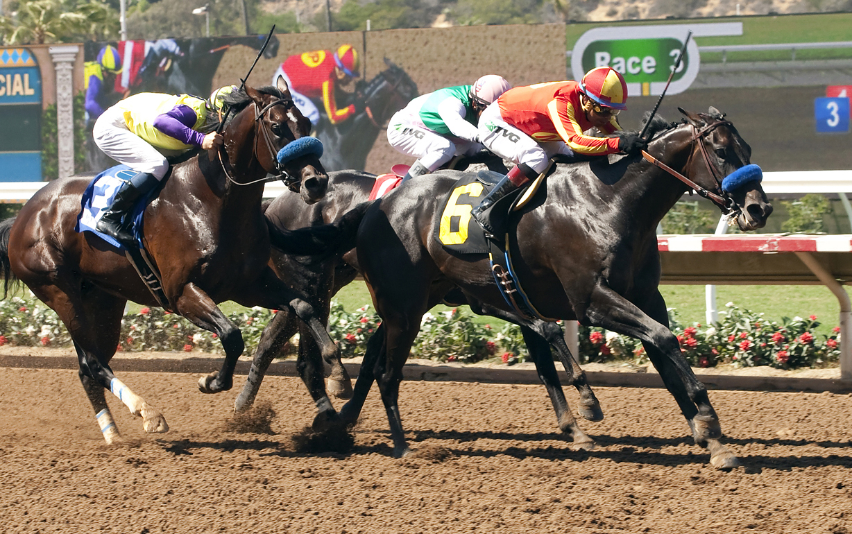 Desert Dynamo (left) finishes third to Gimme Da Lute in the El Cajon Stakes