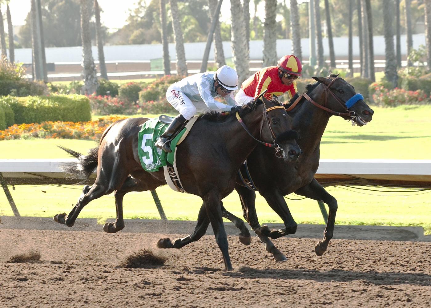 Gimme Da Lute wins the Los Alamitos Derby