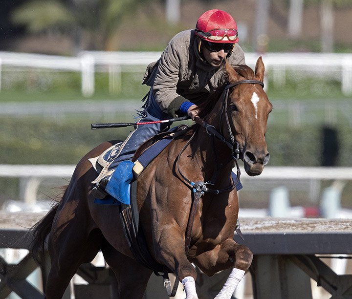 Ginger Nut trains at Santa Anita Park on Feb. 17