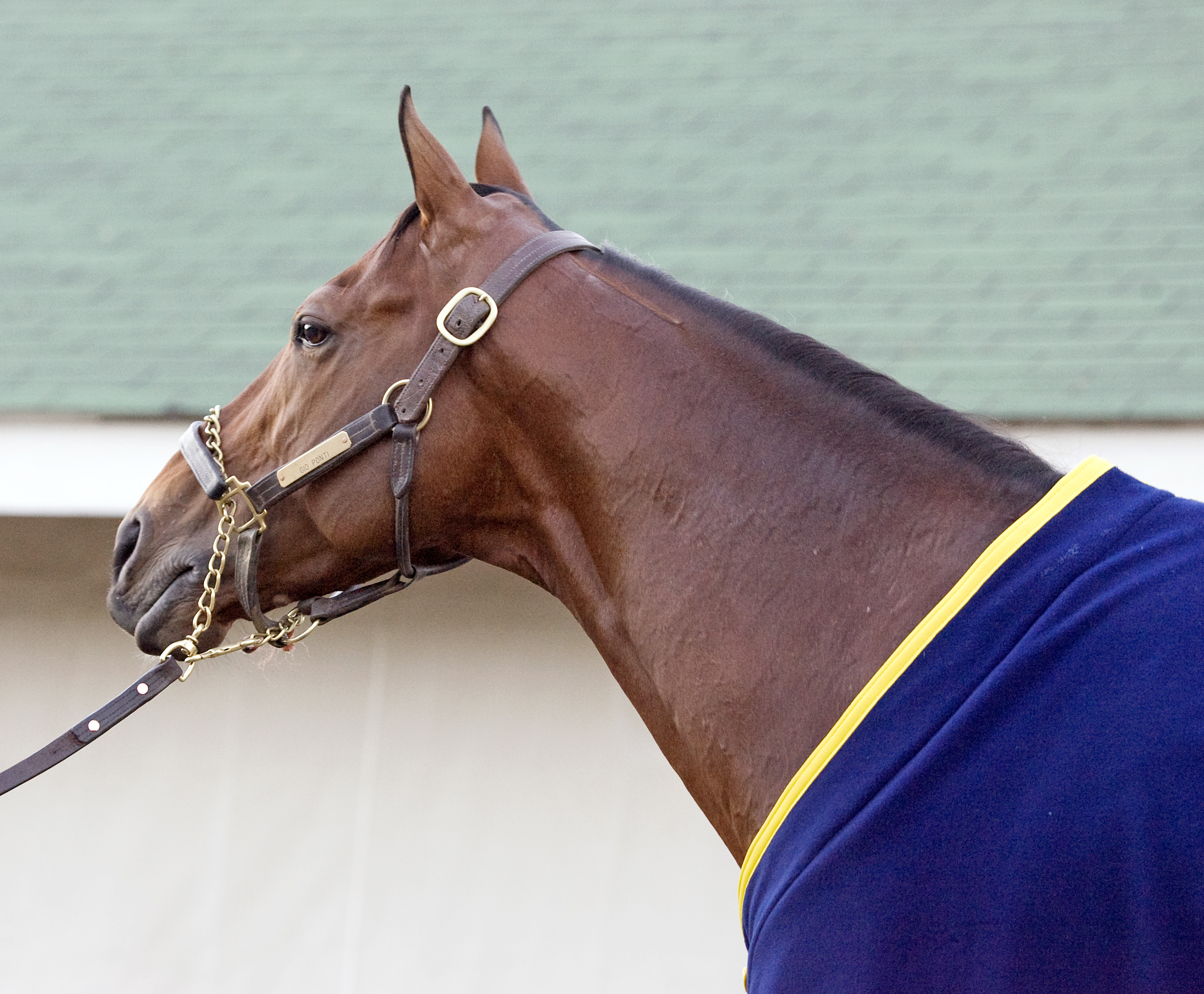 Gio Ponti portrait - Nov. 4, 2010