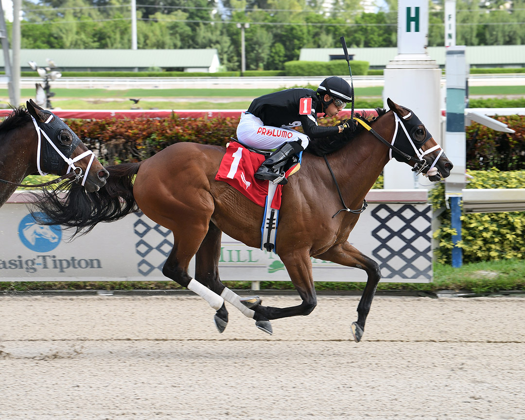Girolamo's Attack wins the 2021 Miami Gardens Handicap at Gulfstream Park