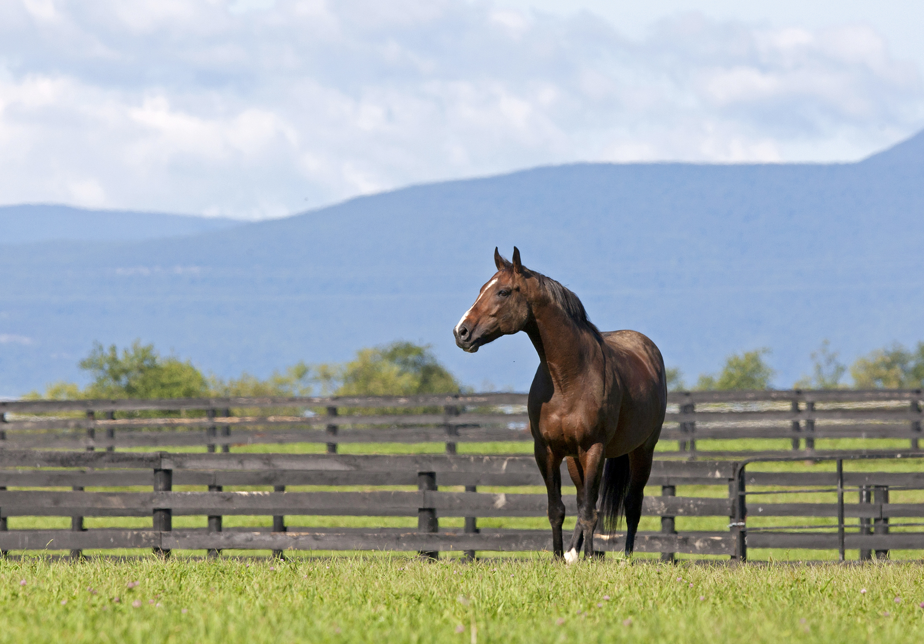 Girolamo at Sequel Stallions in 2012
