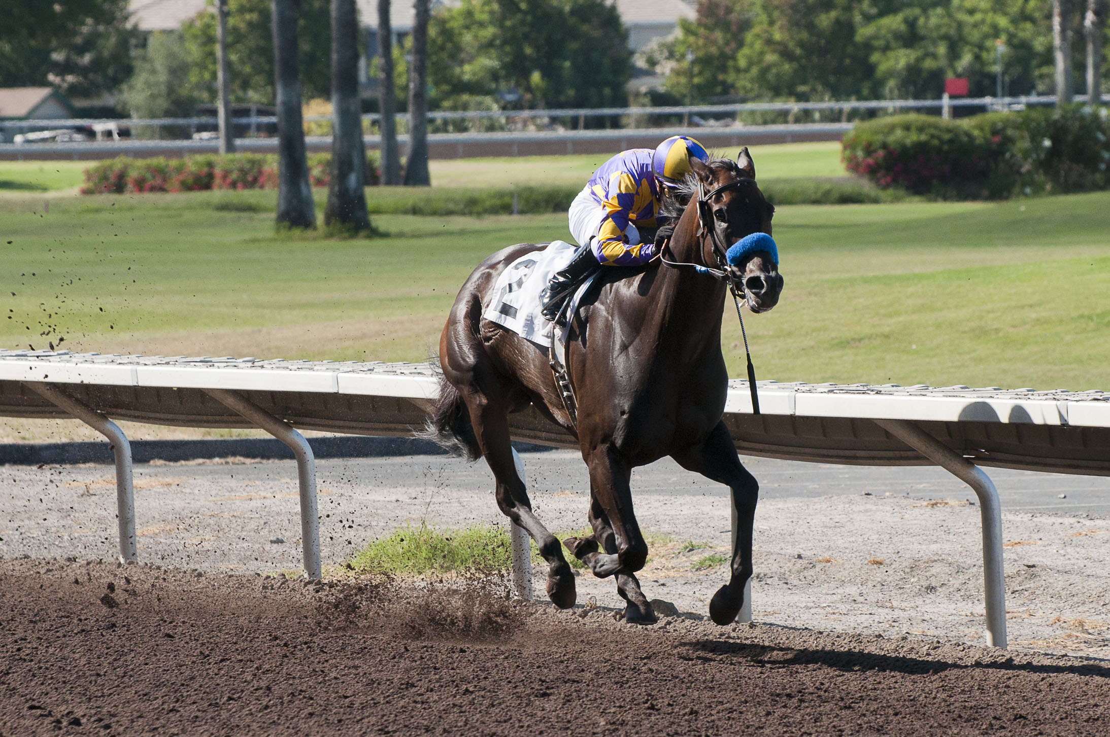 Gladding, 2012 Alamedan Handicap