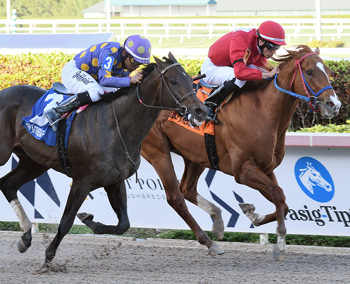 Garter and Tie finishes second in the 2019 Roar Stakes