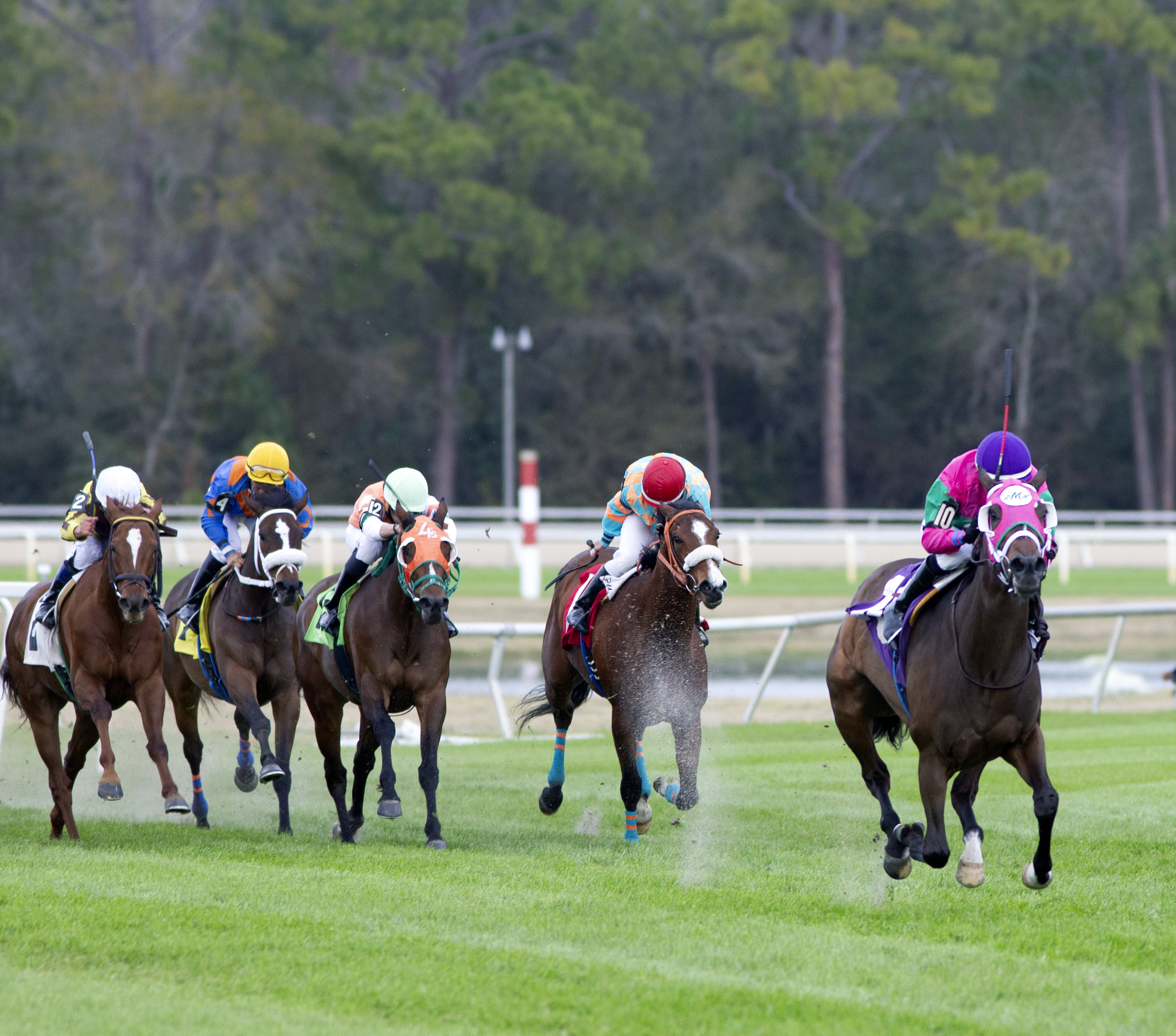 Tampa Bay Downs turf scenic