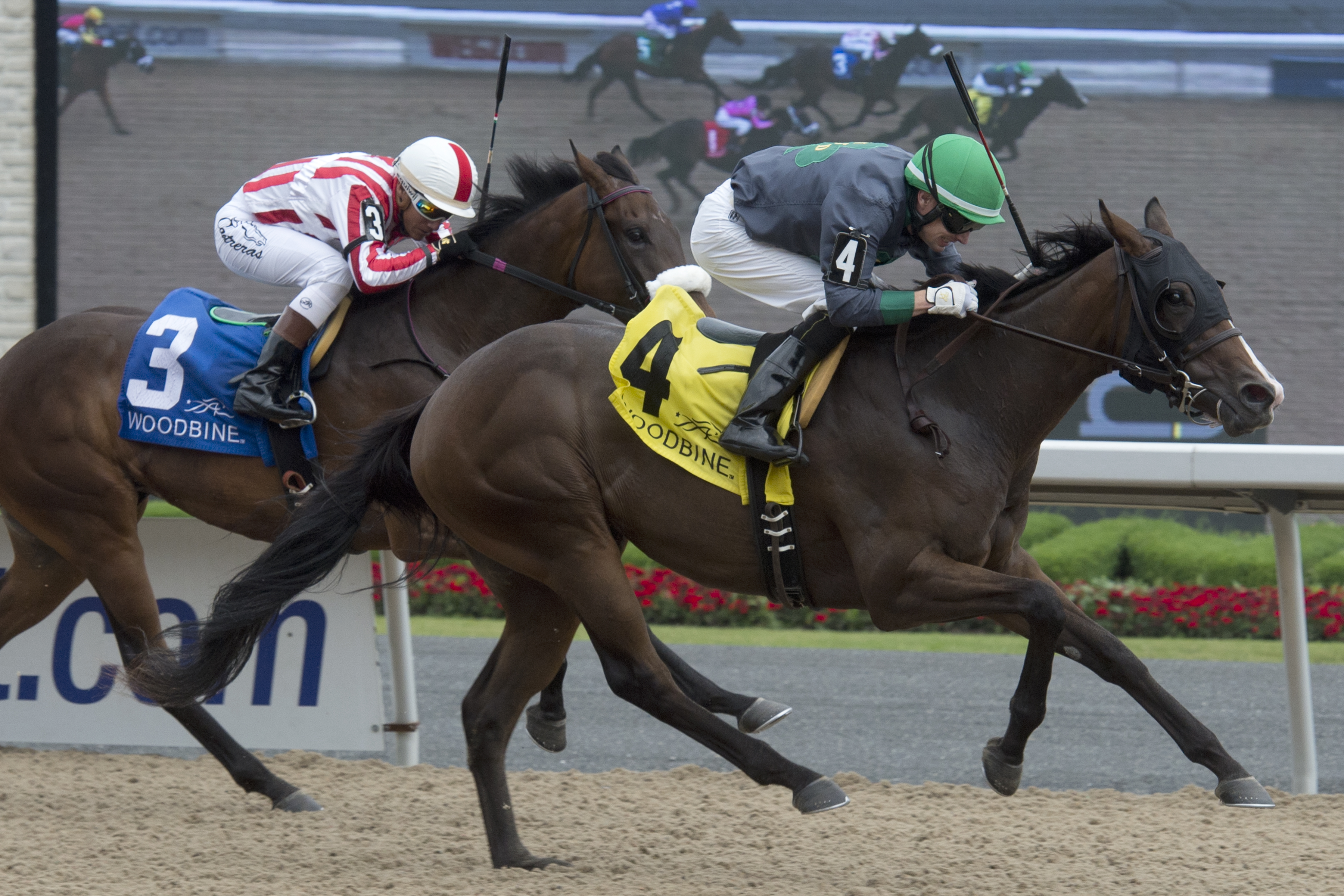Glamanation wins the Shady Well Stakes at Woodbine 7.23.17_MB