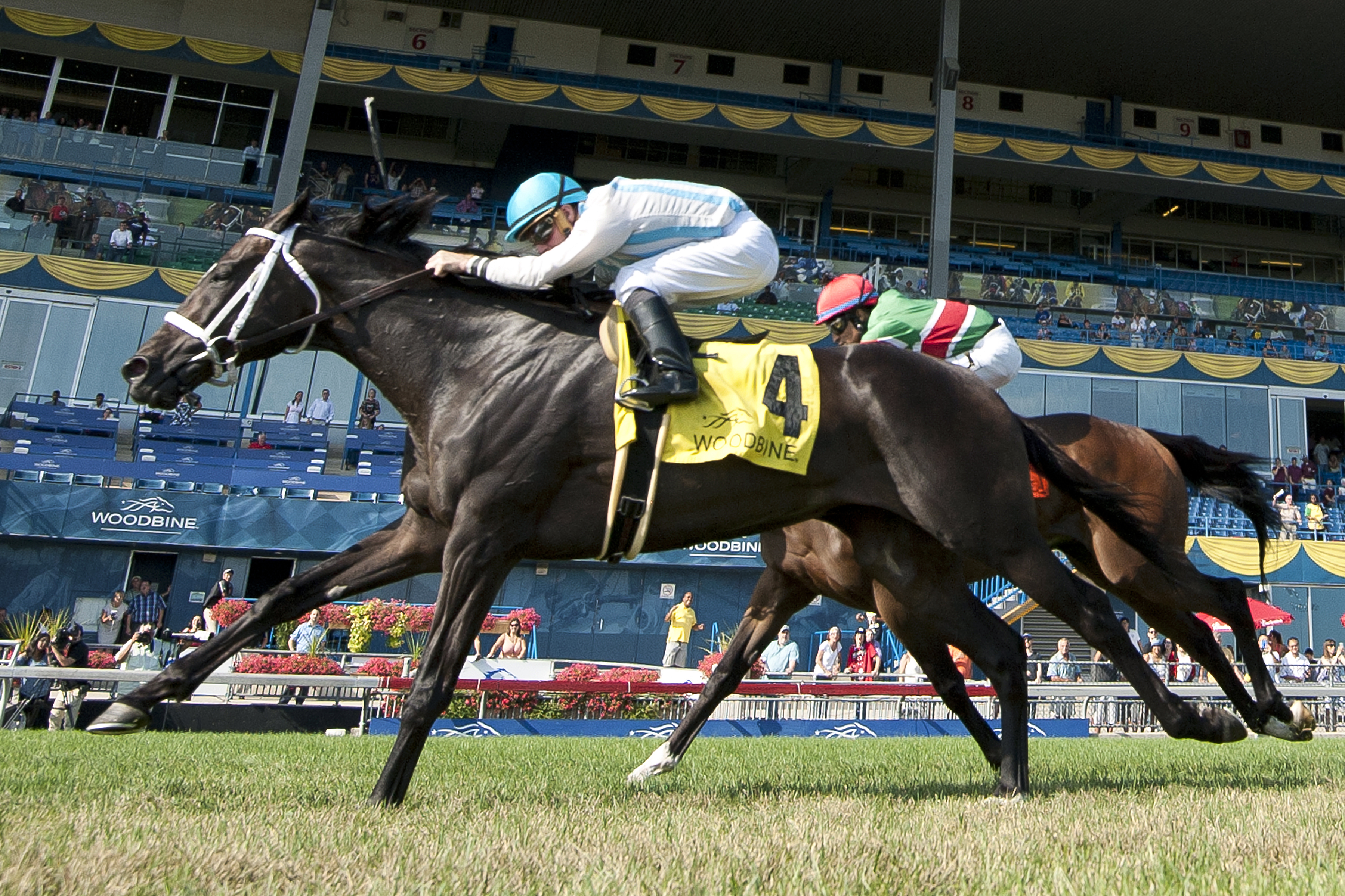 Glenville Gardens wins the Play the King Stakes