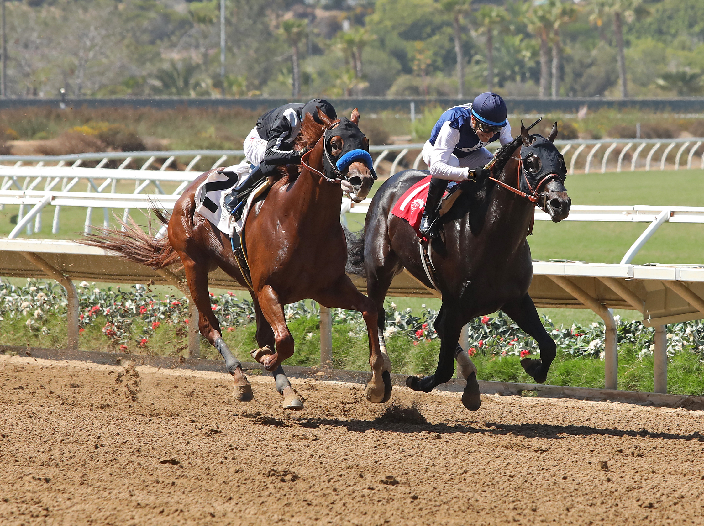 Go Joe Won (right) beats High Connection in Shared Belief at Del Mar Sept 3 2022