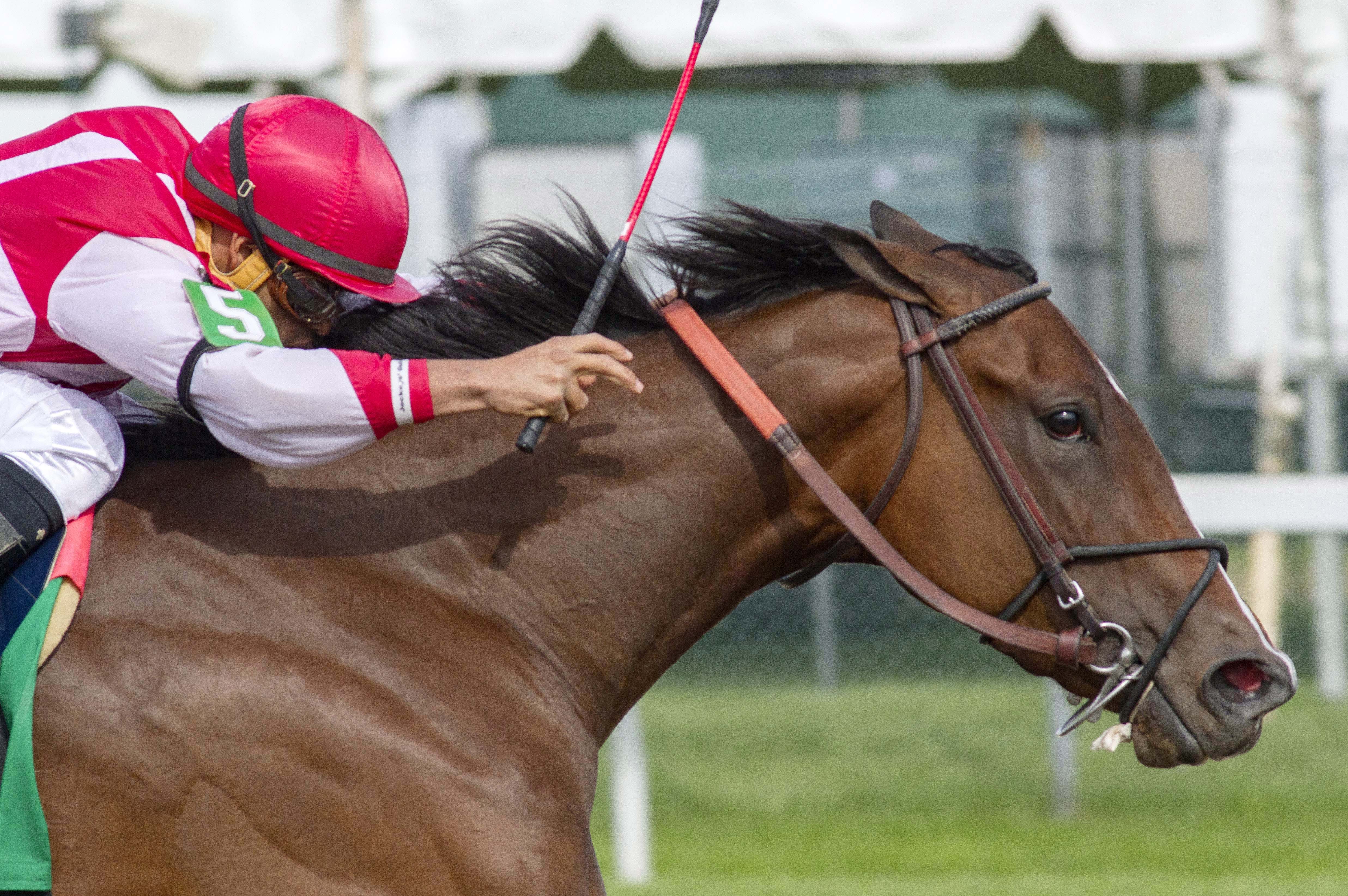 Go Maggie Go wins the Black-Eyed Susan Stakes