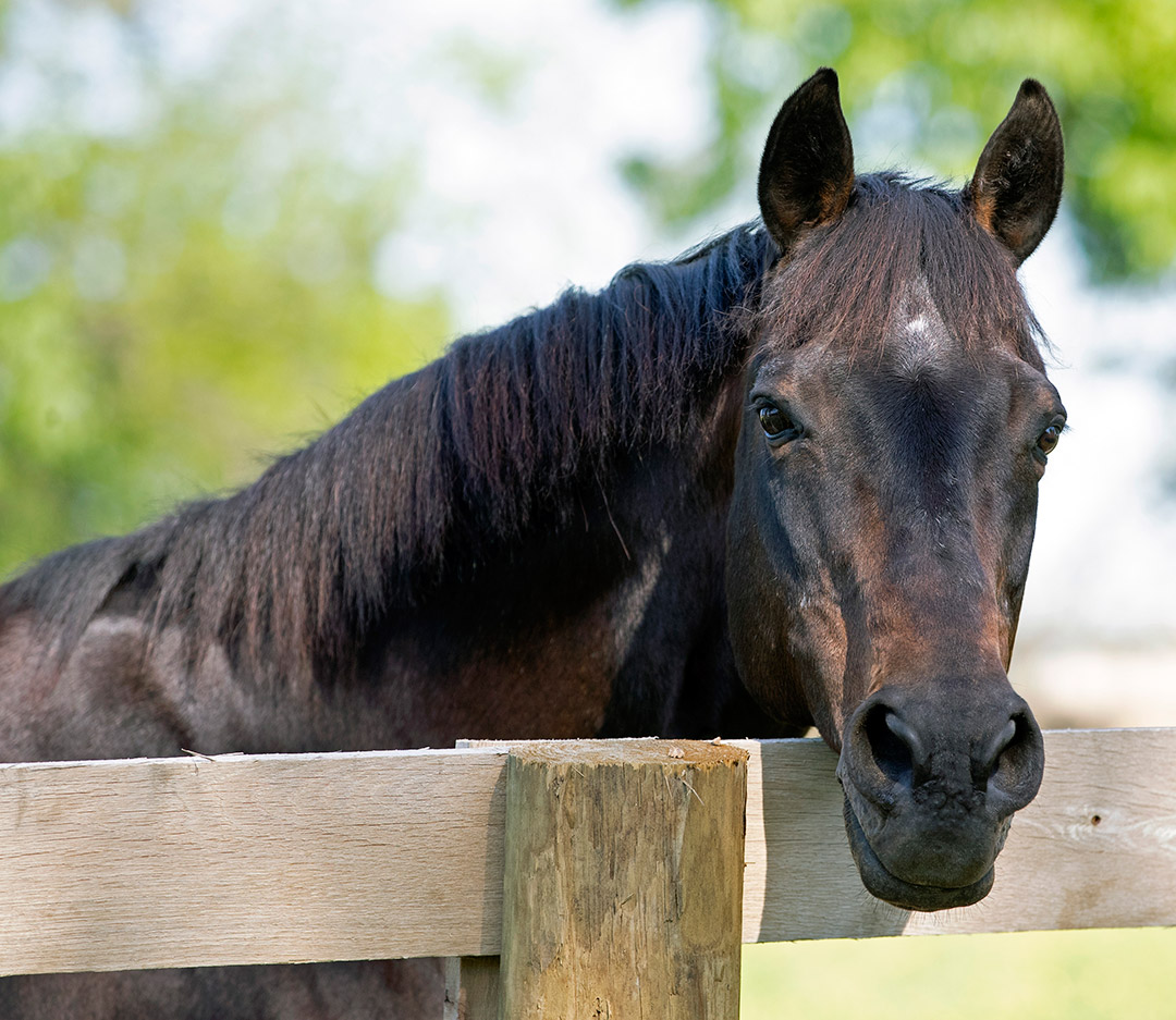 Go for Gin at Kentucky Horse Park, 2019