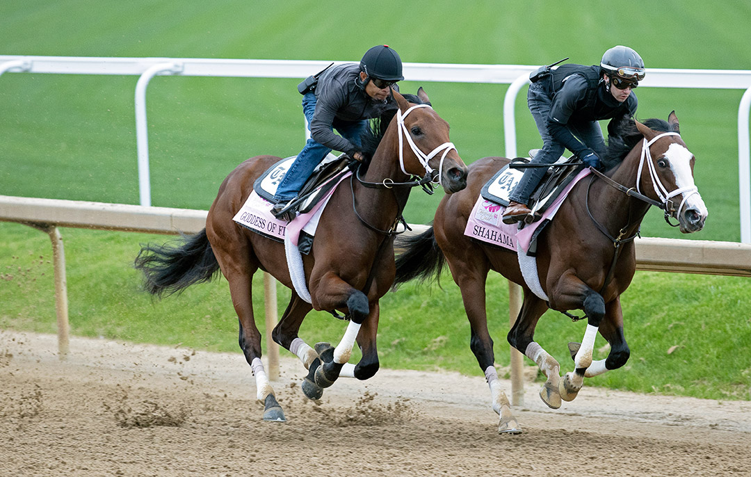 Goddess of Fire (left) and Shahama work at Churchill Downs on April 29