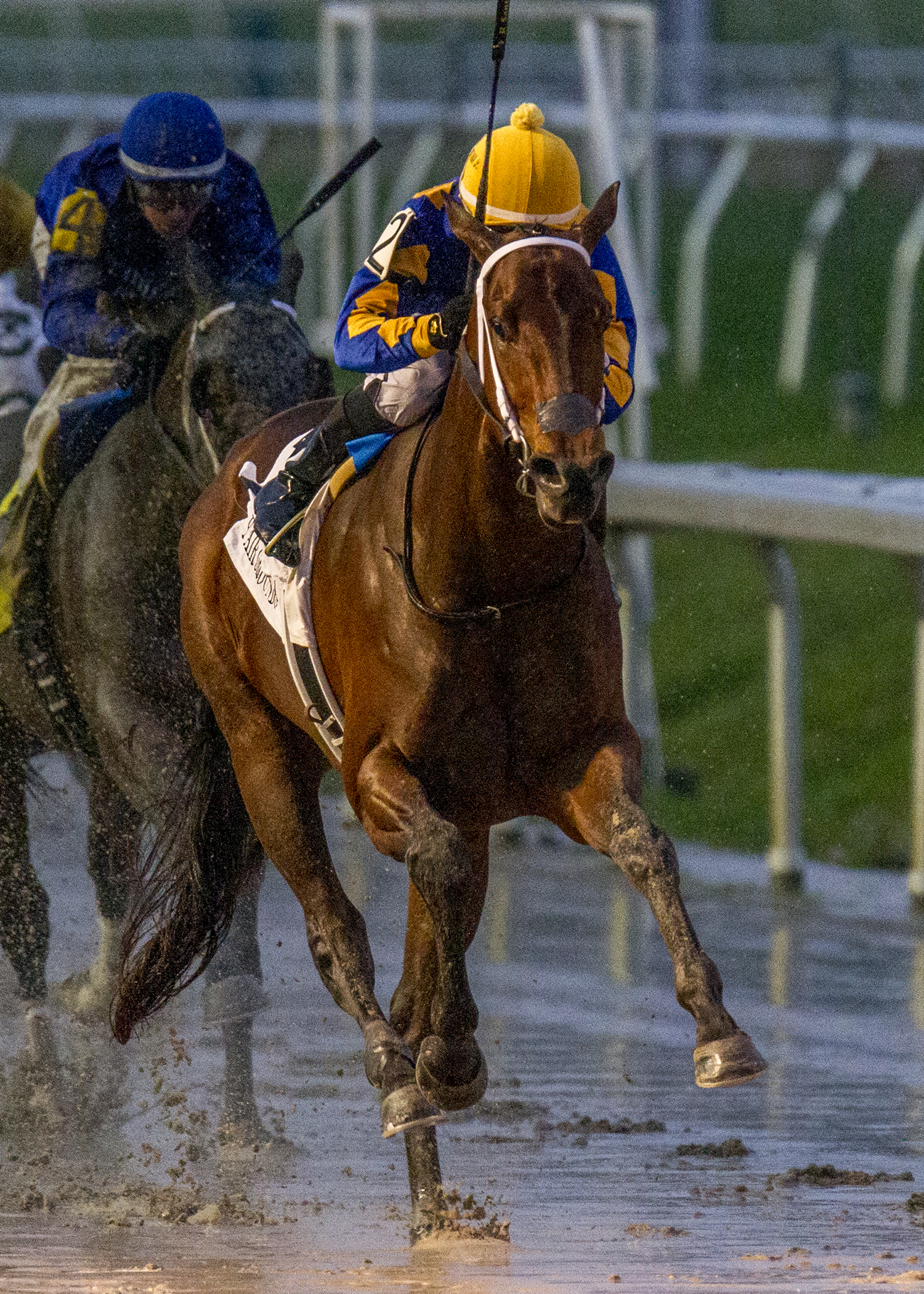 Gold Street wins the 2019 Sugar Bowl Stakes
